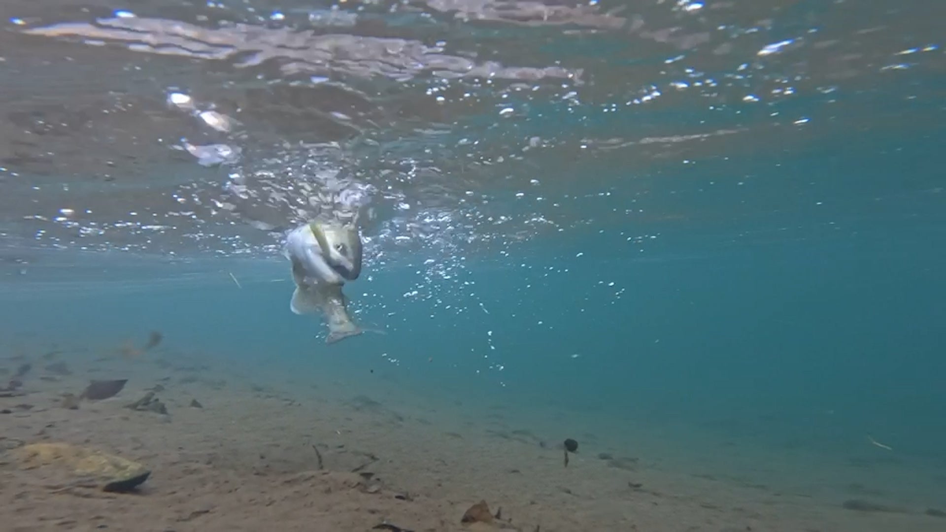 ハコスチ 　©テレビ大阪