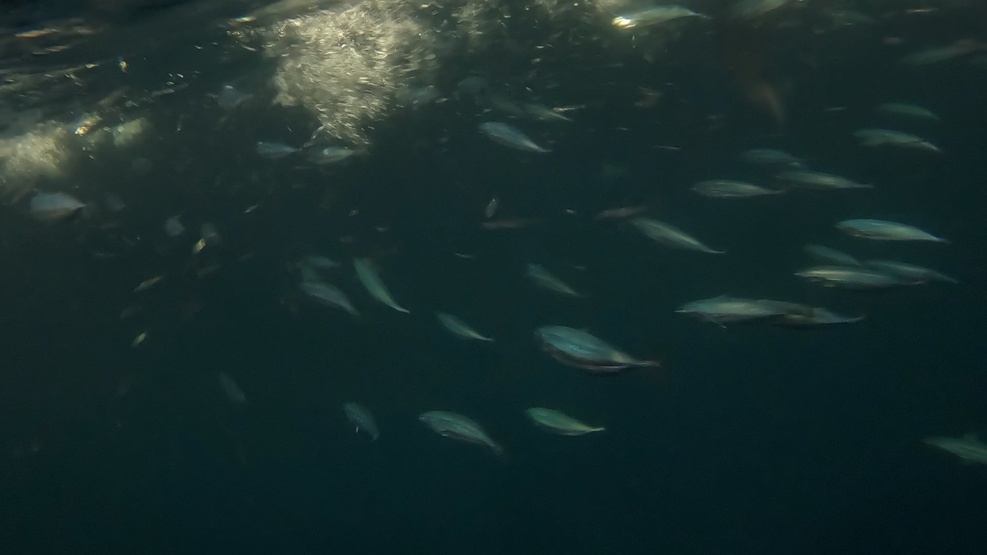 小魚を追いかけるフィッシュイーター　©テレビ大阪