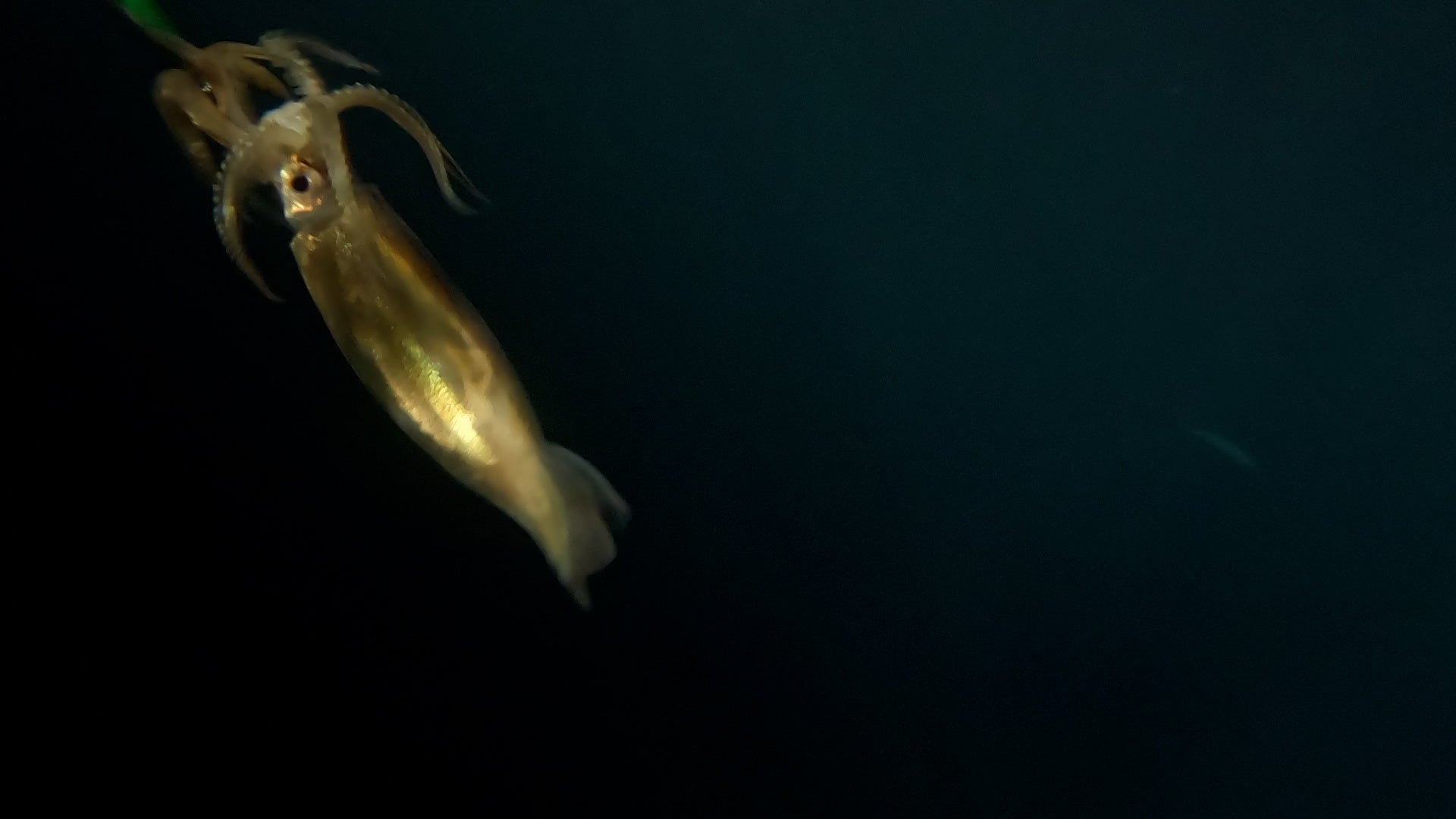 水中のスルメイカ　©テレビ大阪