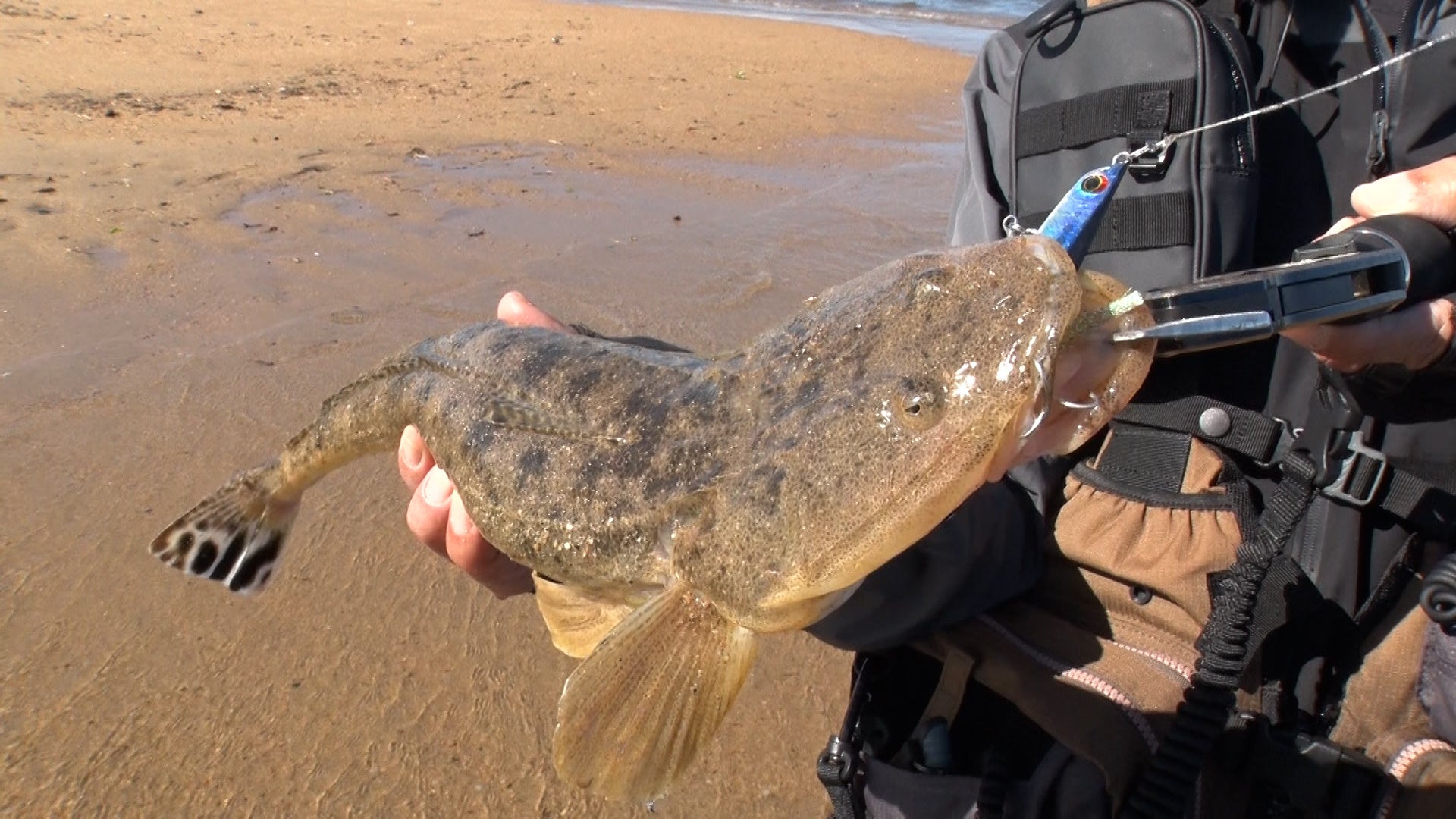 マゴチ　©テレビ大阪