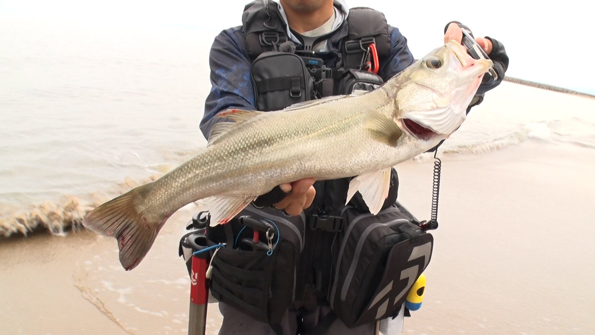 シーバス　©テレビ大阪