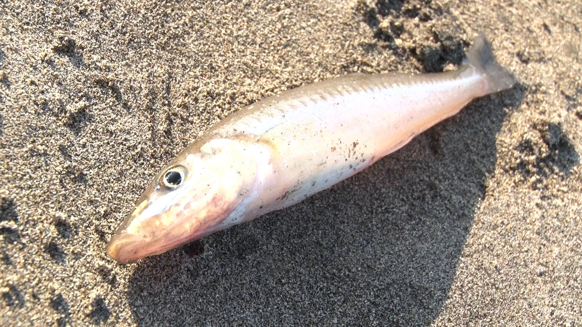 シロギス　©テレビ大阪