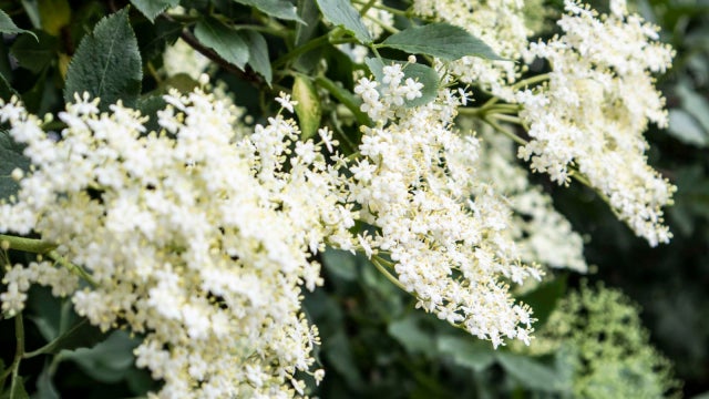 ▲小さな白い花をつける別名「西洋ニワトコ」。花言葉は「愛らしさ」「癒し