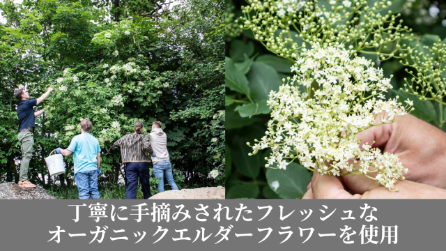 エルダーフラワー