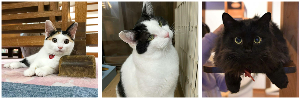 （左から順に）1位「野沢温泉 桐屋旅館」のきなこ、2位「別府温泉 新玉旅館」のシカマル、 3位「割烹旅館みなみ家＆別邸 ねこ処みなみ家」のくまきち