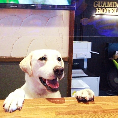 箱根強羅グアムドッグ本店「デデド」