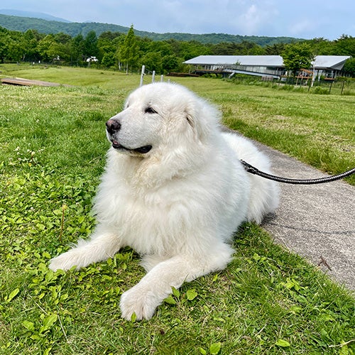エンゼルフォレスト那須白河「ジーナ」