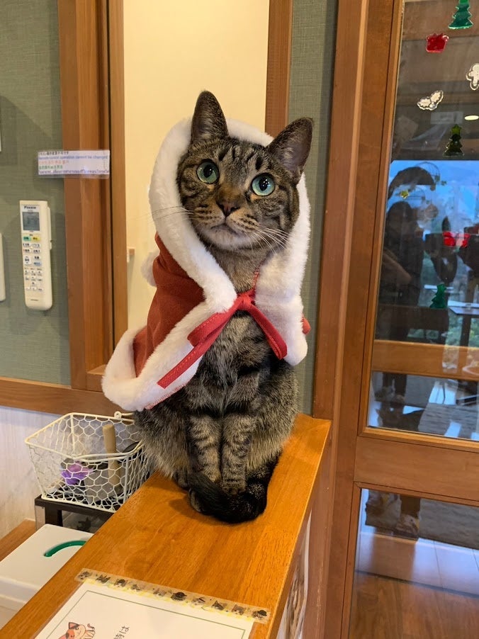 3位「ゆふいん　笑ねこの宿」の「あんず」