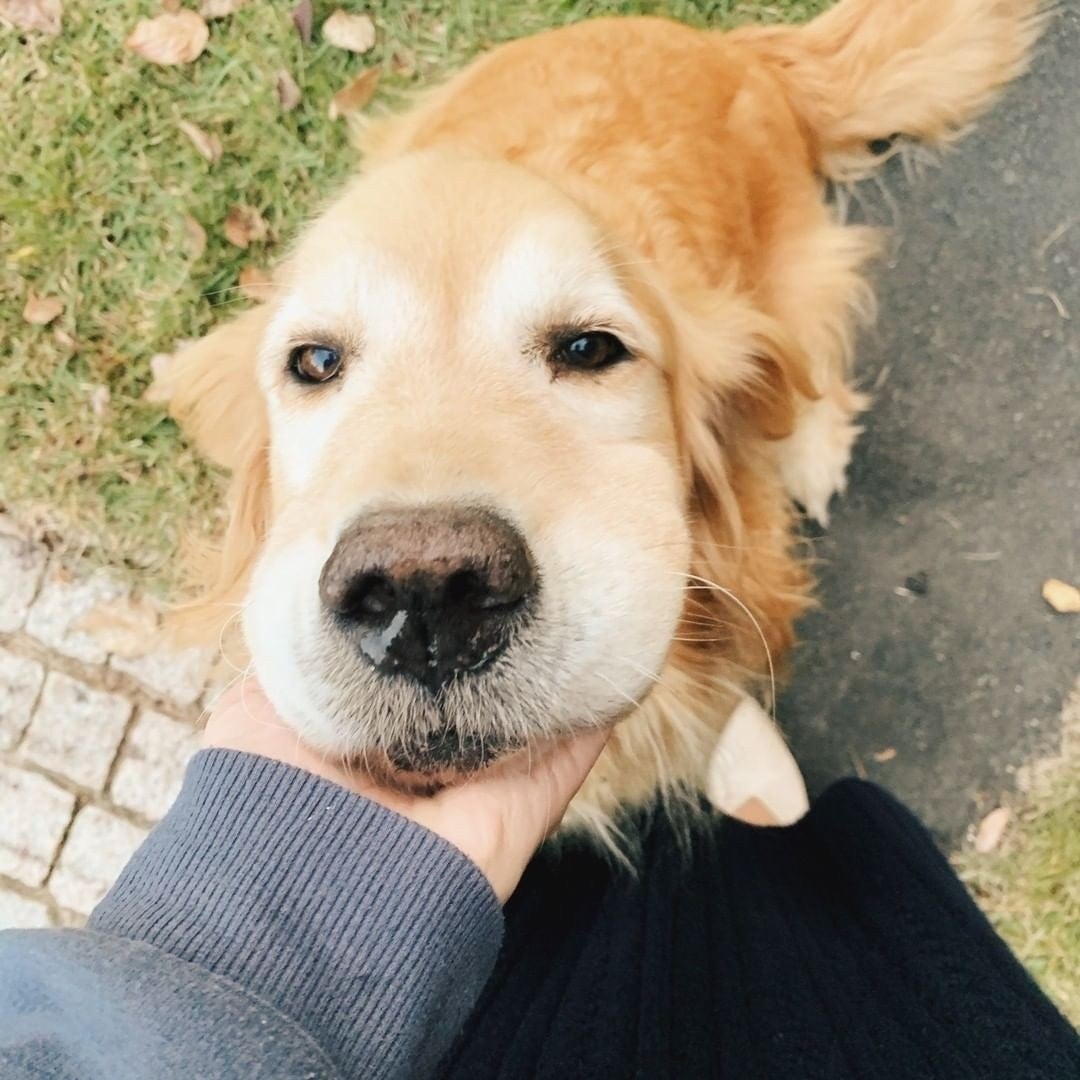「水上温泉　ペンション　朝ねぼう」の「ステラ」