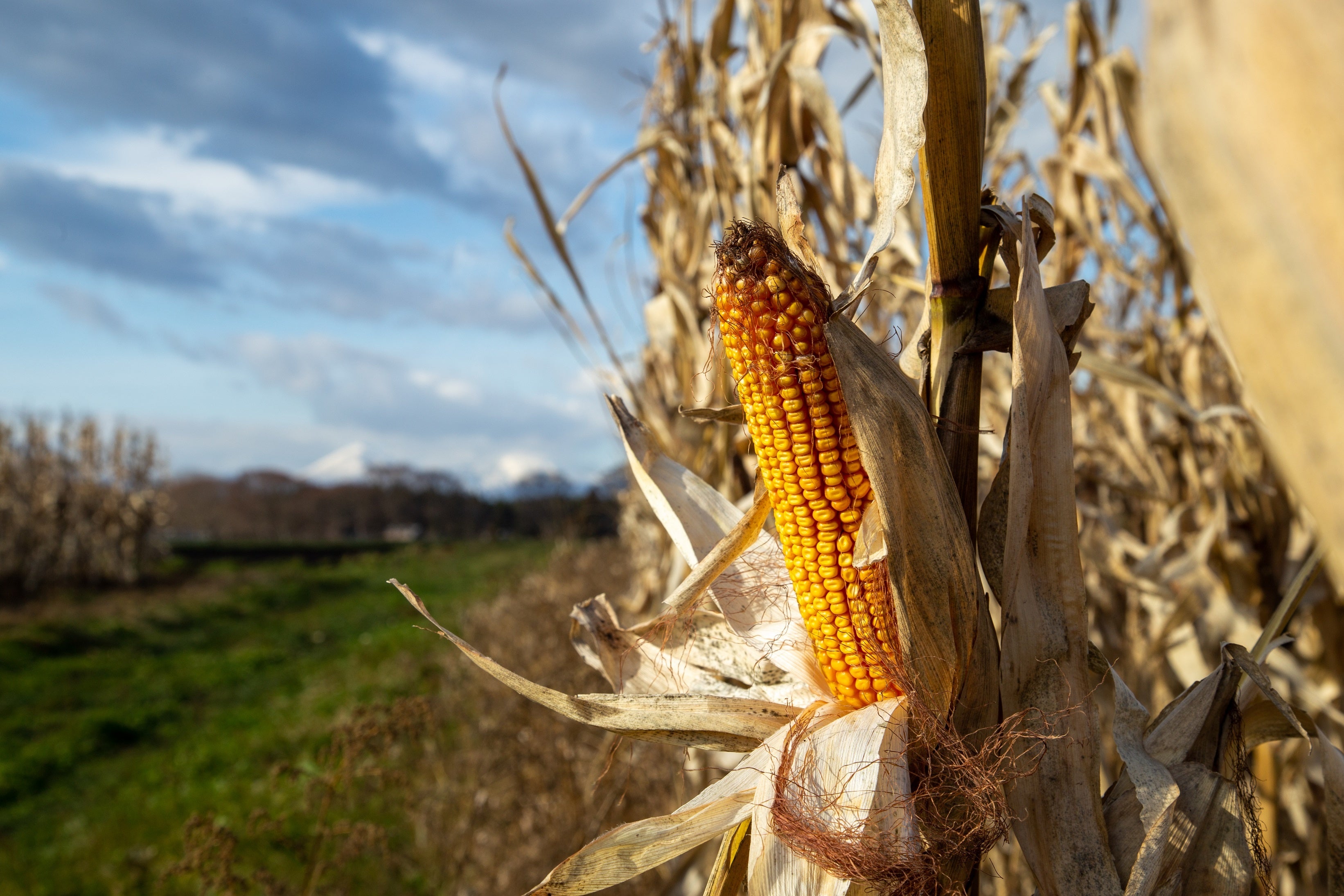 東北牧場のデントコーン