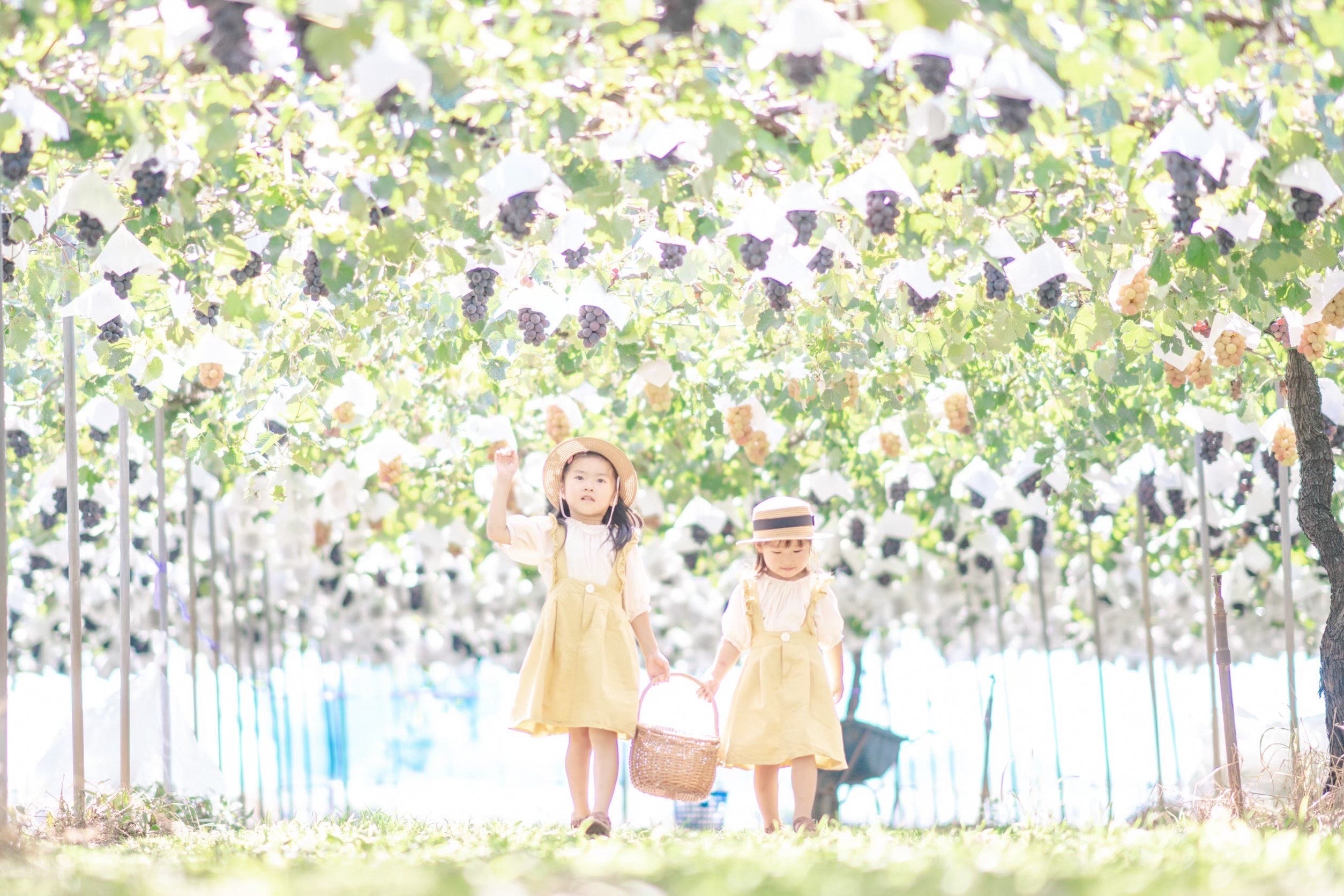 ぶどう狩りをする女の子たち
