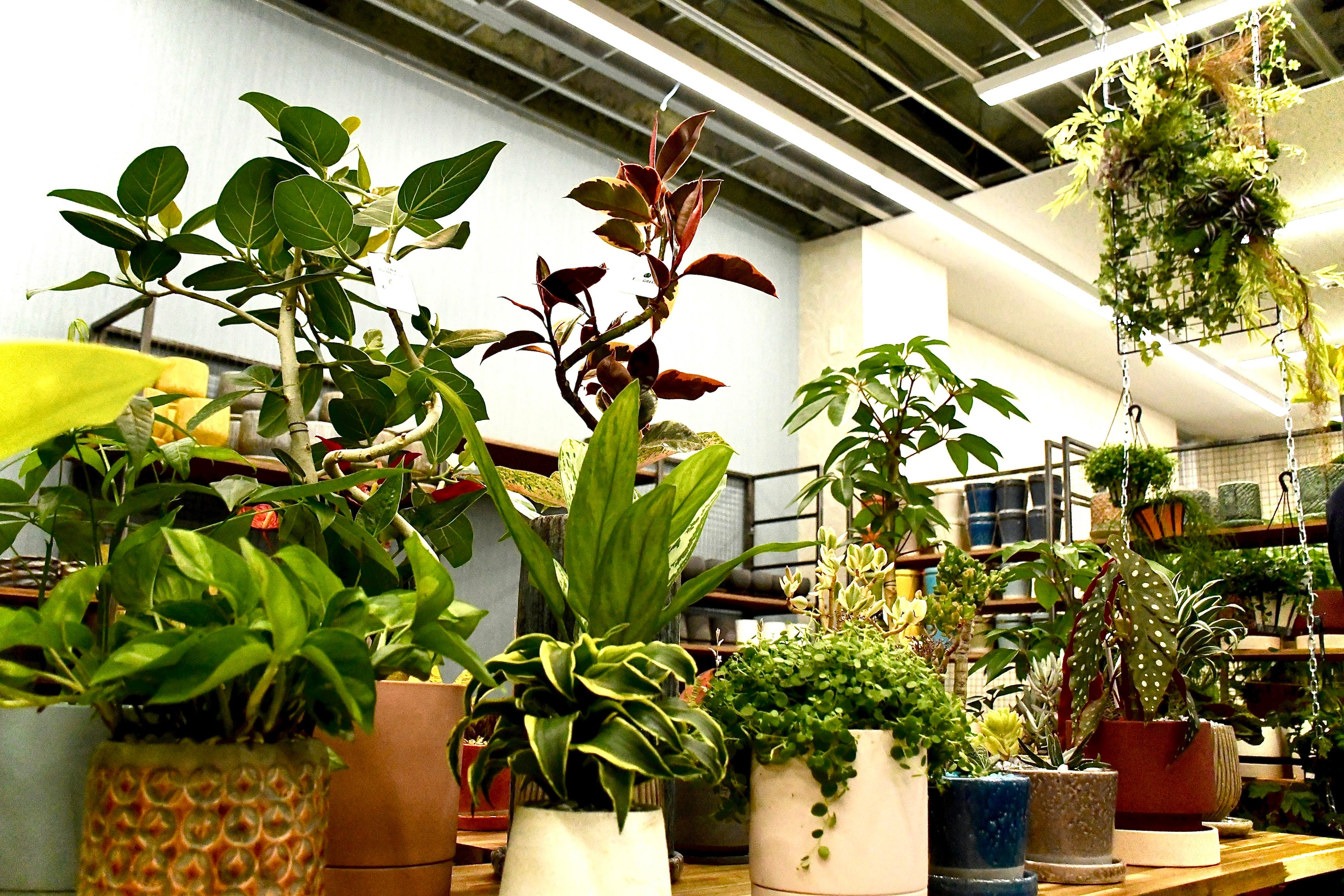 if green...store　展開商品イメージ