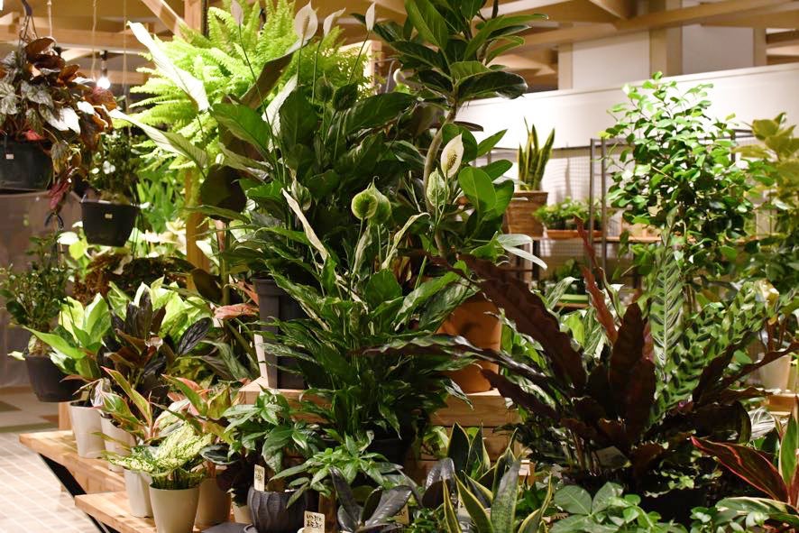 if green...store 天神ソラリアプラザ5F