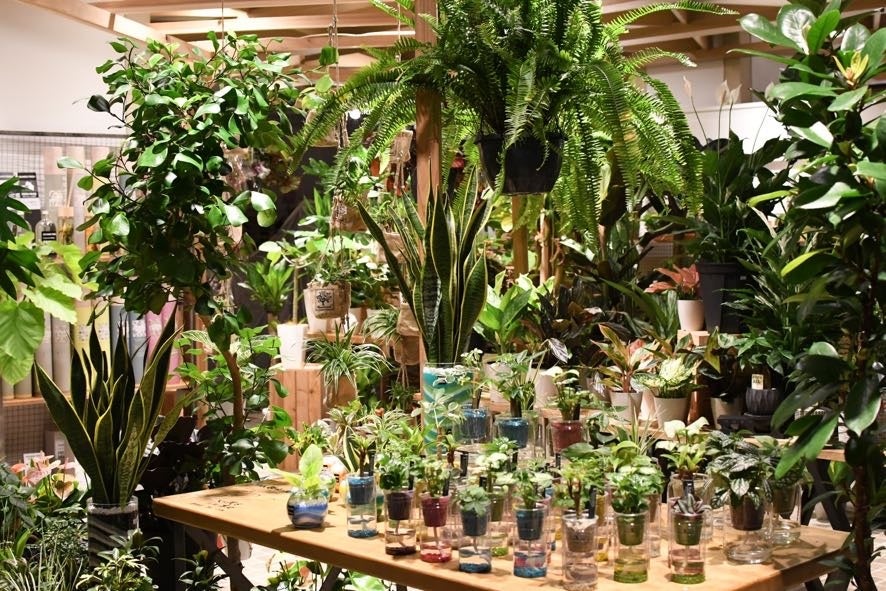 if green...store 天神ソラリアプラザ5F