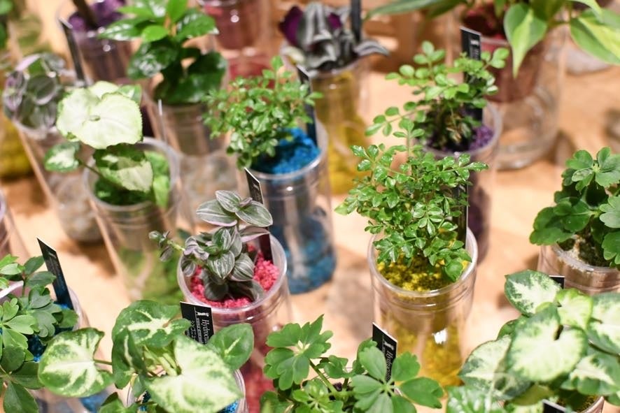 人気の観葉植物たち