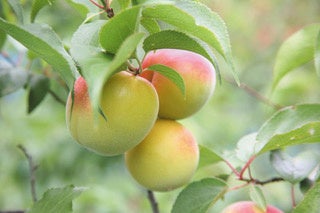 和歌山県紀伊半島が誇る高級ブランド梅「南高梅」