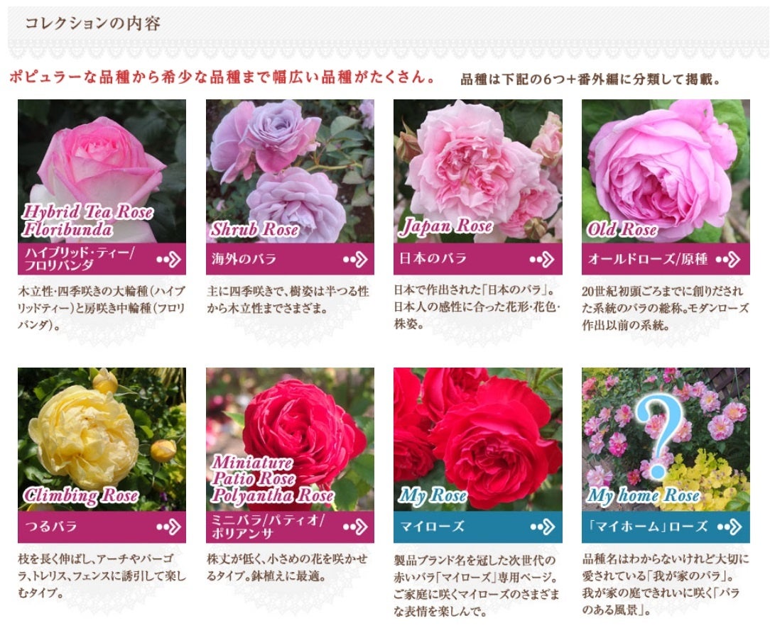 まい•*¨*•.¸♬︎バラ苗6点セット同じ品種有り♪ 楽天市場】バラ苗 【マイガーデン】 (大苗) ハイブリッドティー