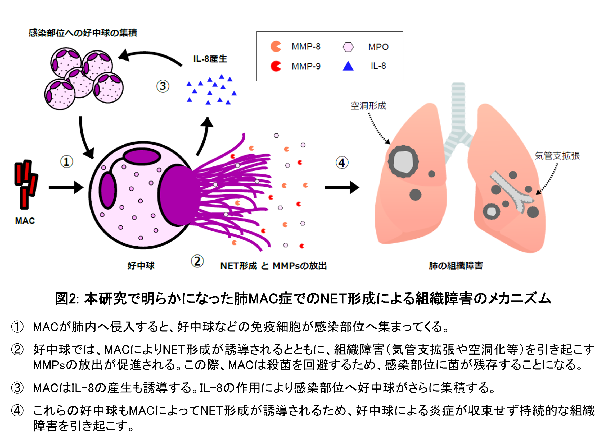 図2 本研究で明らかになった肺MAC症でのNET形成による組織障害のメカニズム