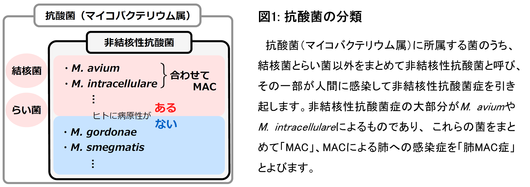 図1 抗酸菌の分類