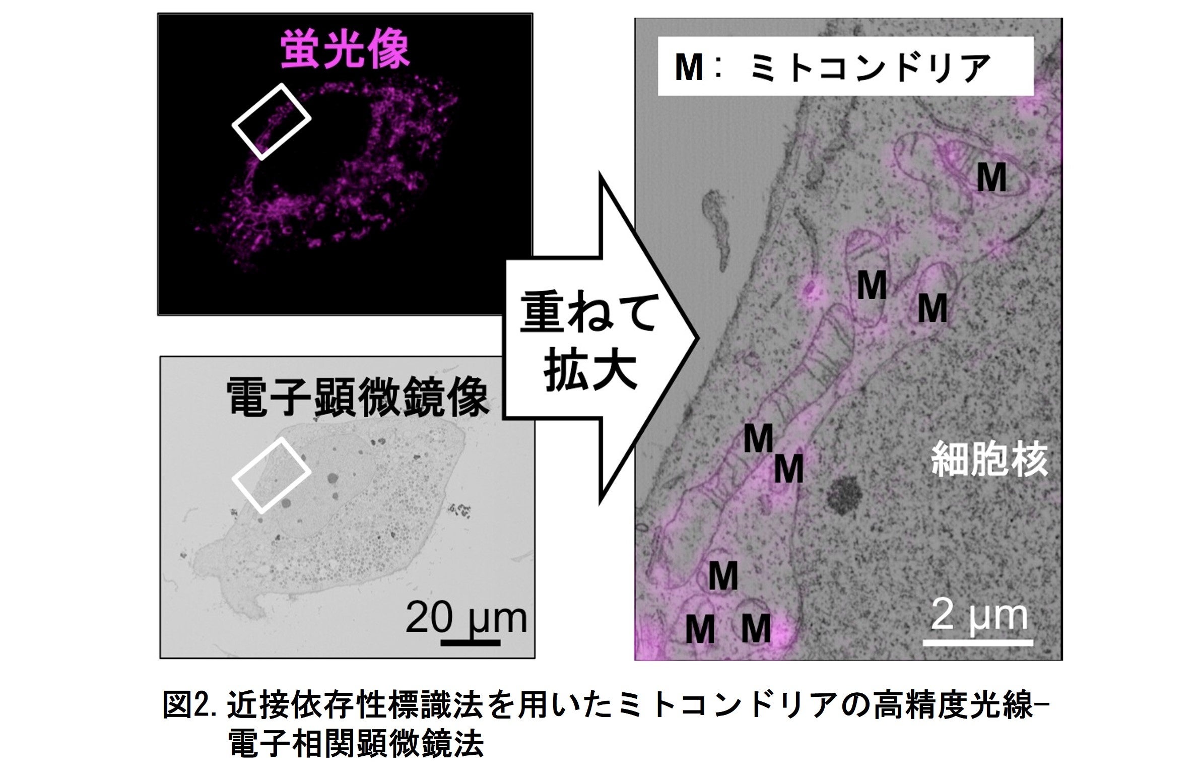 図2.近接依存性標識法を用いたミトコンドリアの高精度光線-電子相関顕微鏡法