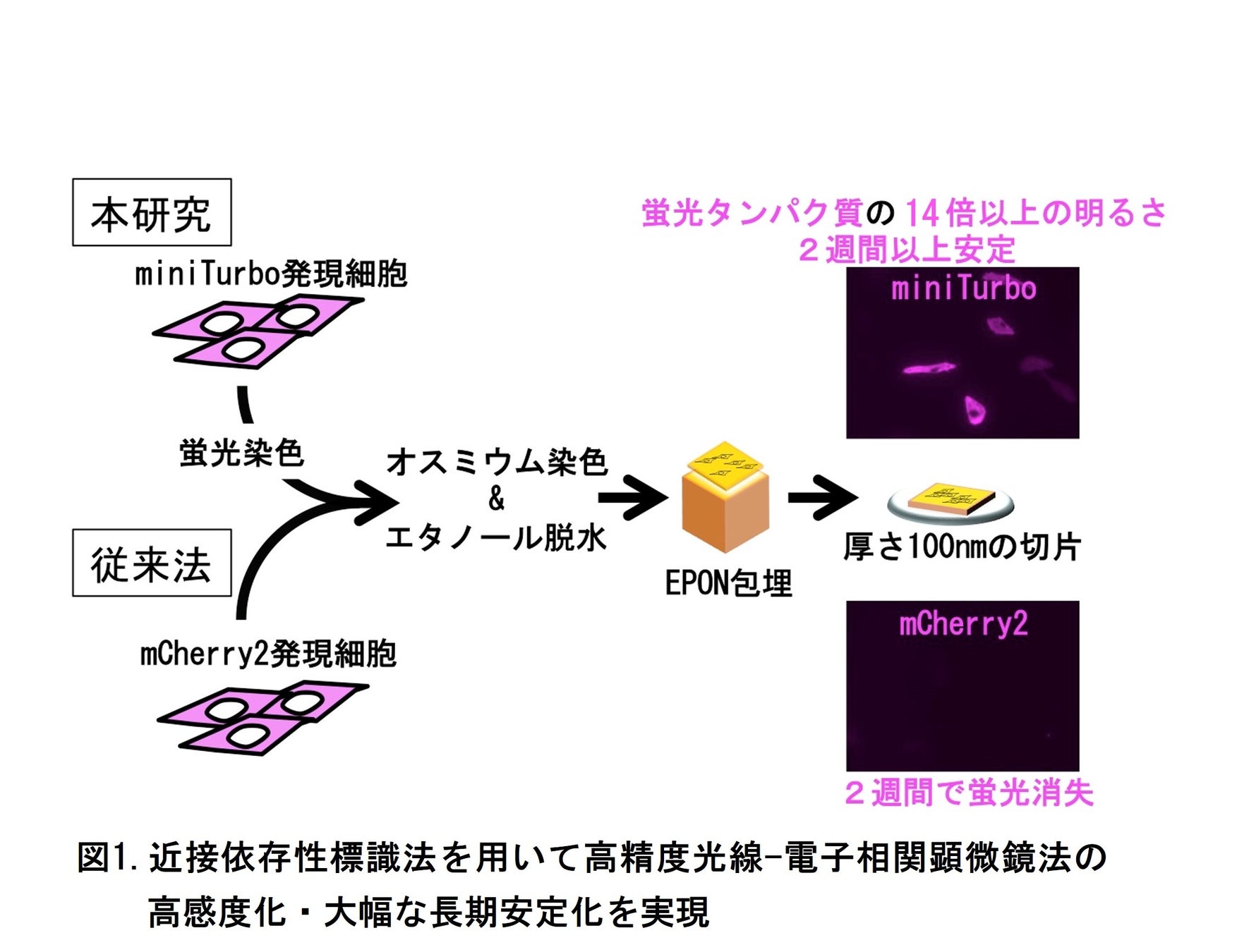 図1.近接依存性標識法を用いて高精度光線-電子相関顕微鏡法の高感度化・大幅な長期安定化を実現