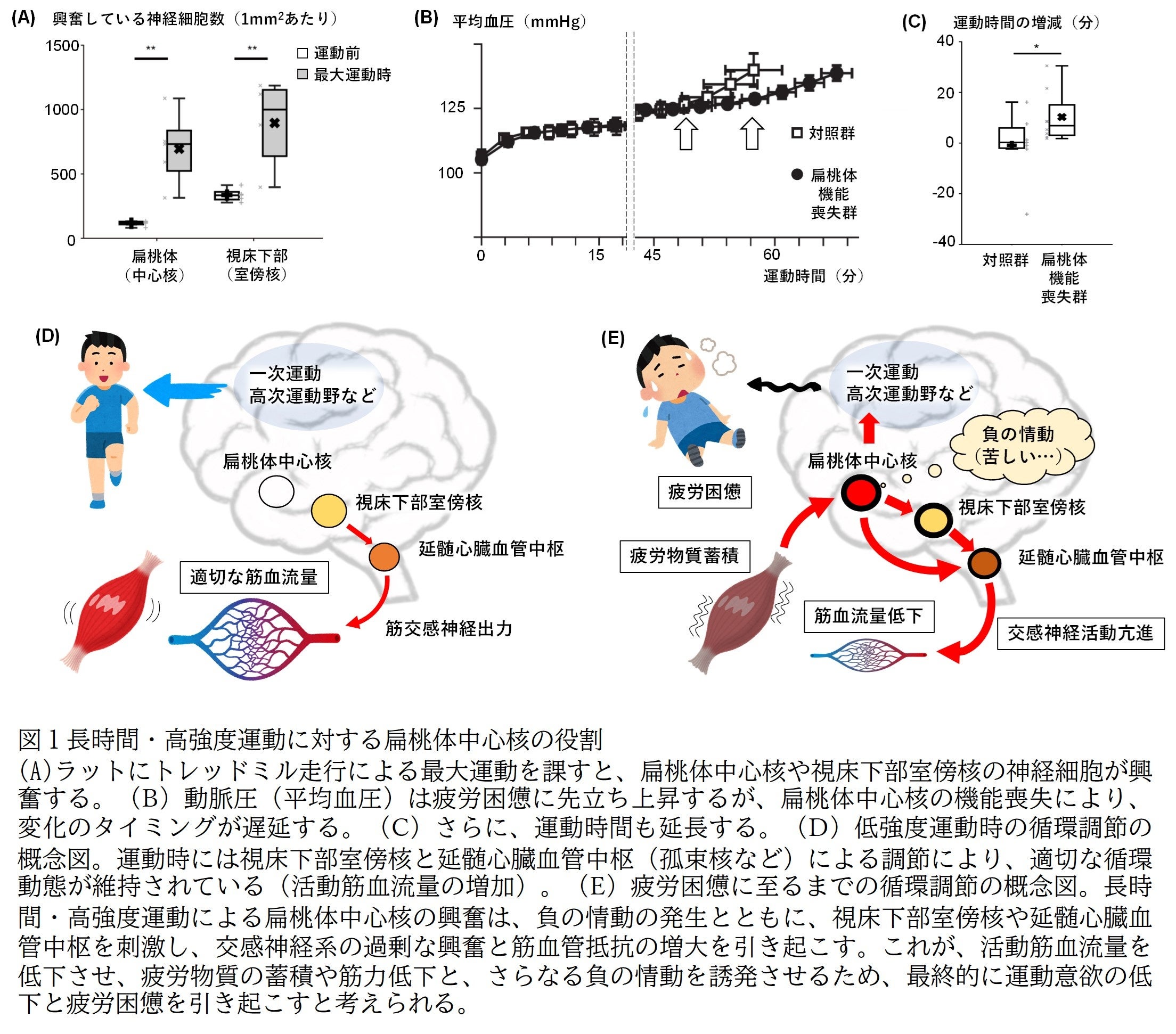図１長時間・高強度運動に対する扁桃体中心核の役割