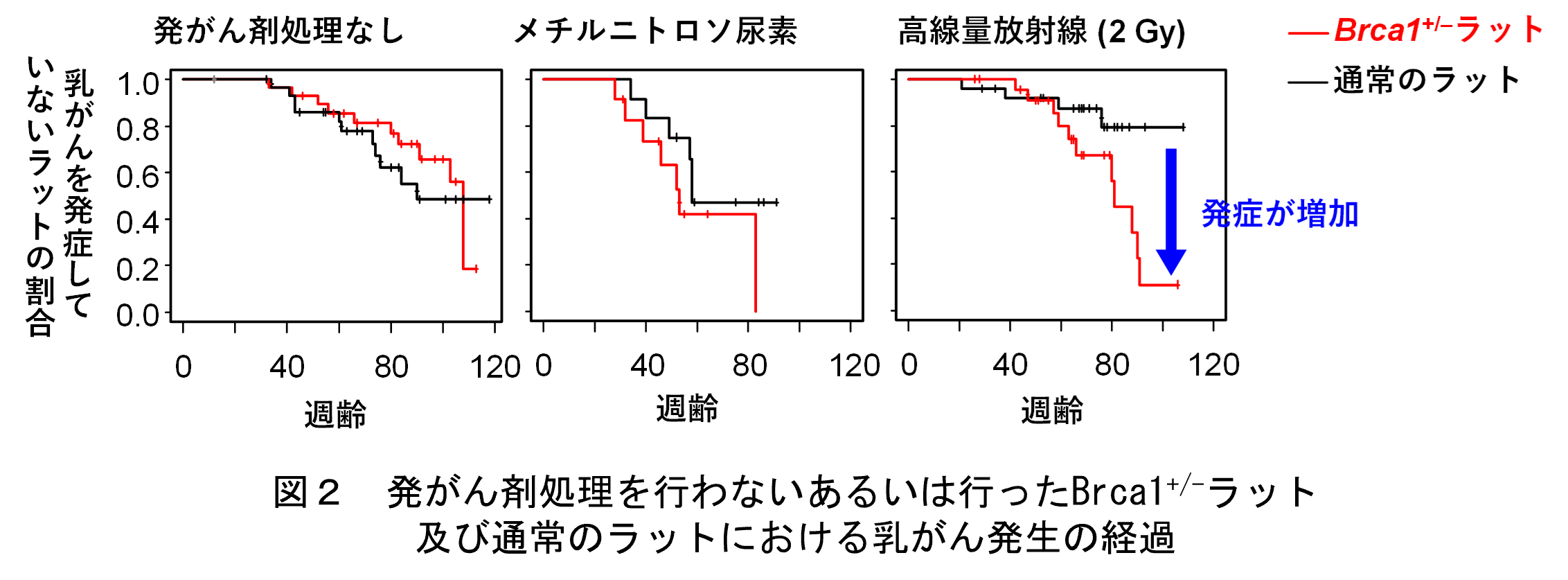 図２　発がん剤処理を行わないあるいは行ったBrca1+-ラット及び通常のラットにおける乳がん発生の経過