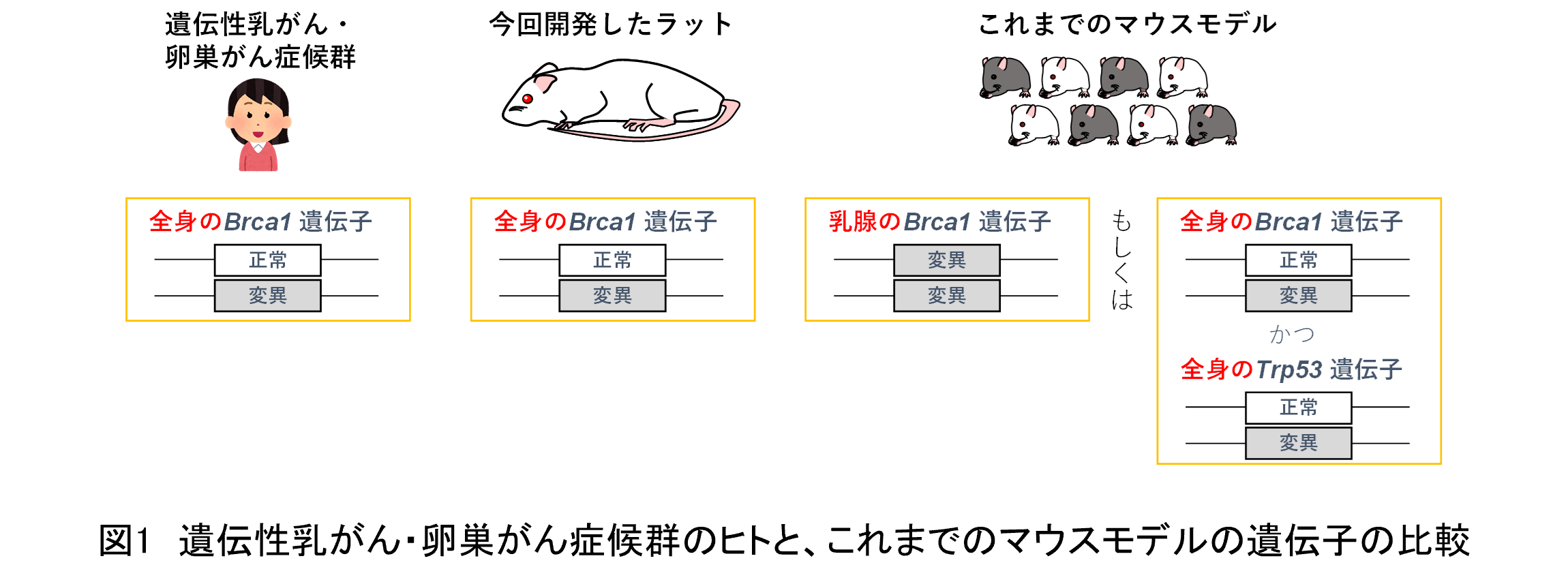 遺伝性乳がんの新しい動物モデルの作製に成功 | 学校法人 順天堂