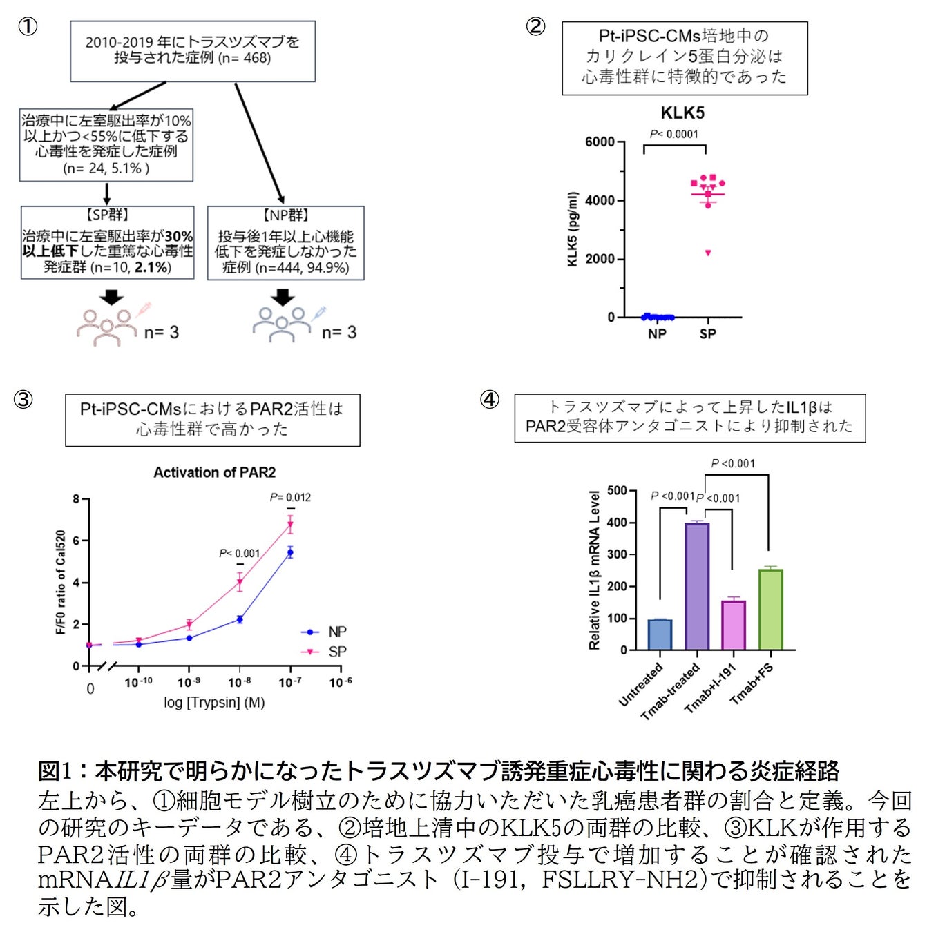 図1:本研究で明らかになったトラスツズマブ誘発重症心毒性に関わる炎症経路