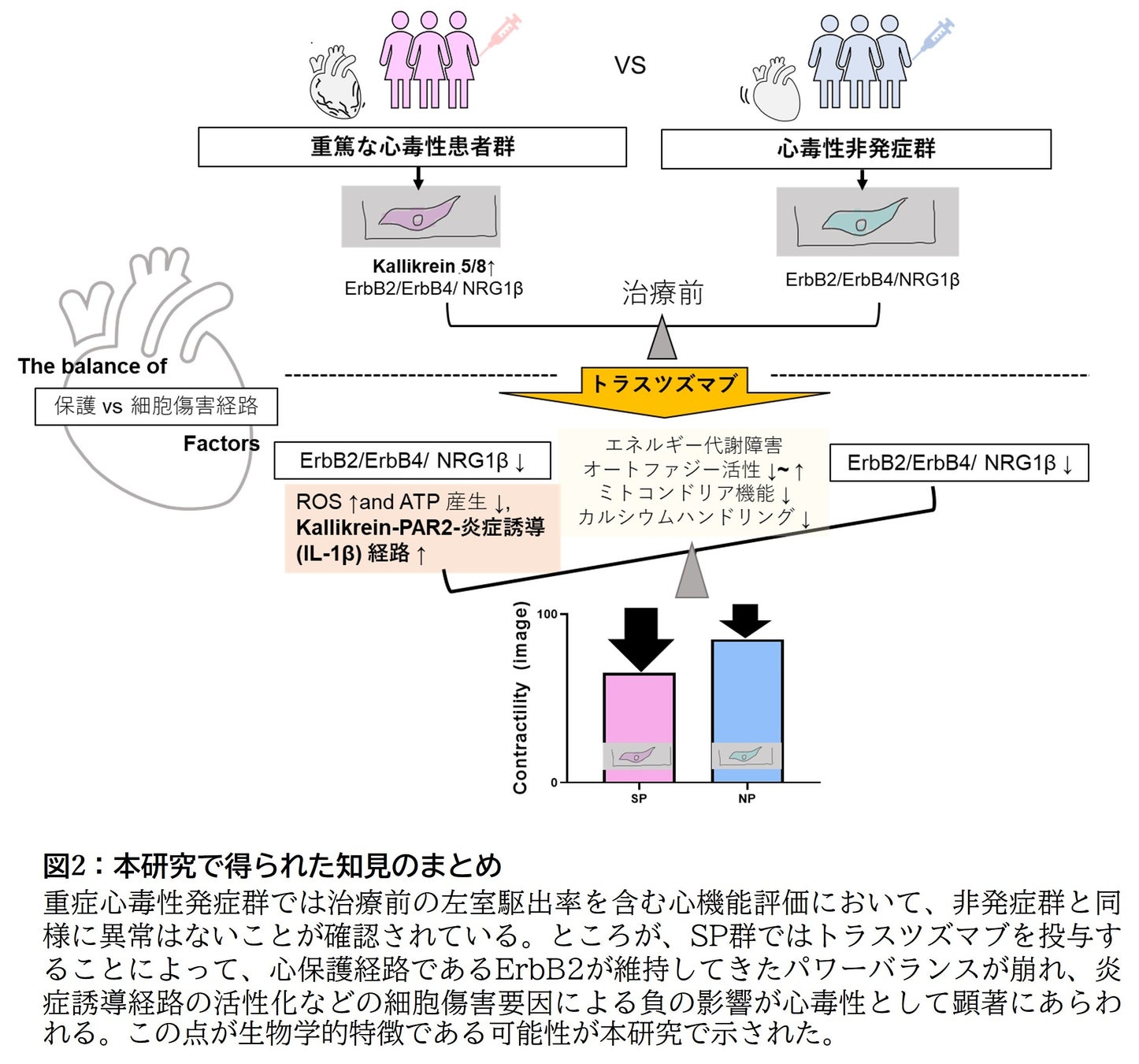 図2:本研究で得られた知見のまとめ