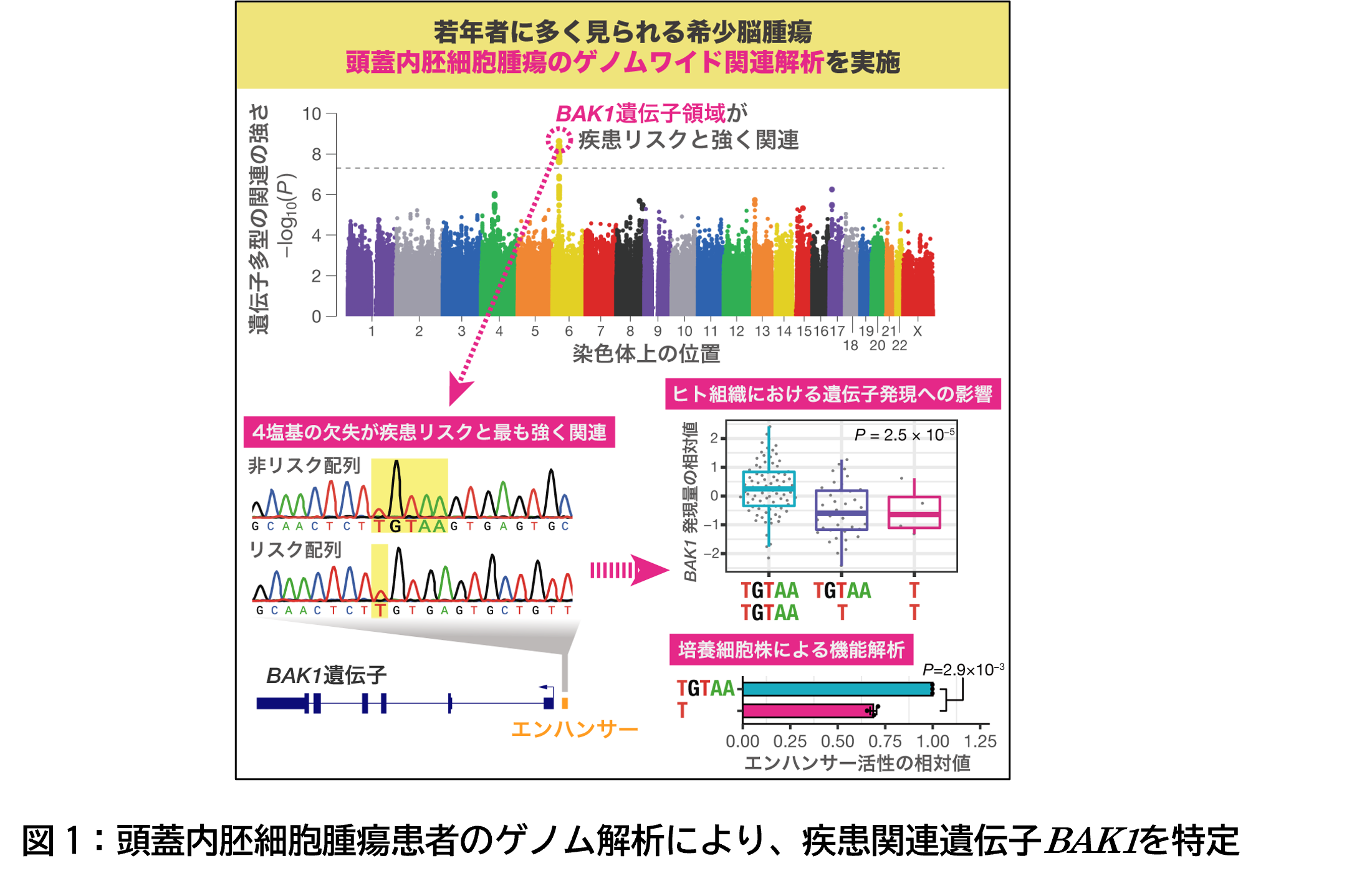 図 1：頭蓋内胚細胞腫瘍患者のゲノム解析により、疾患関連遺伝子BAK1を特定