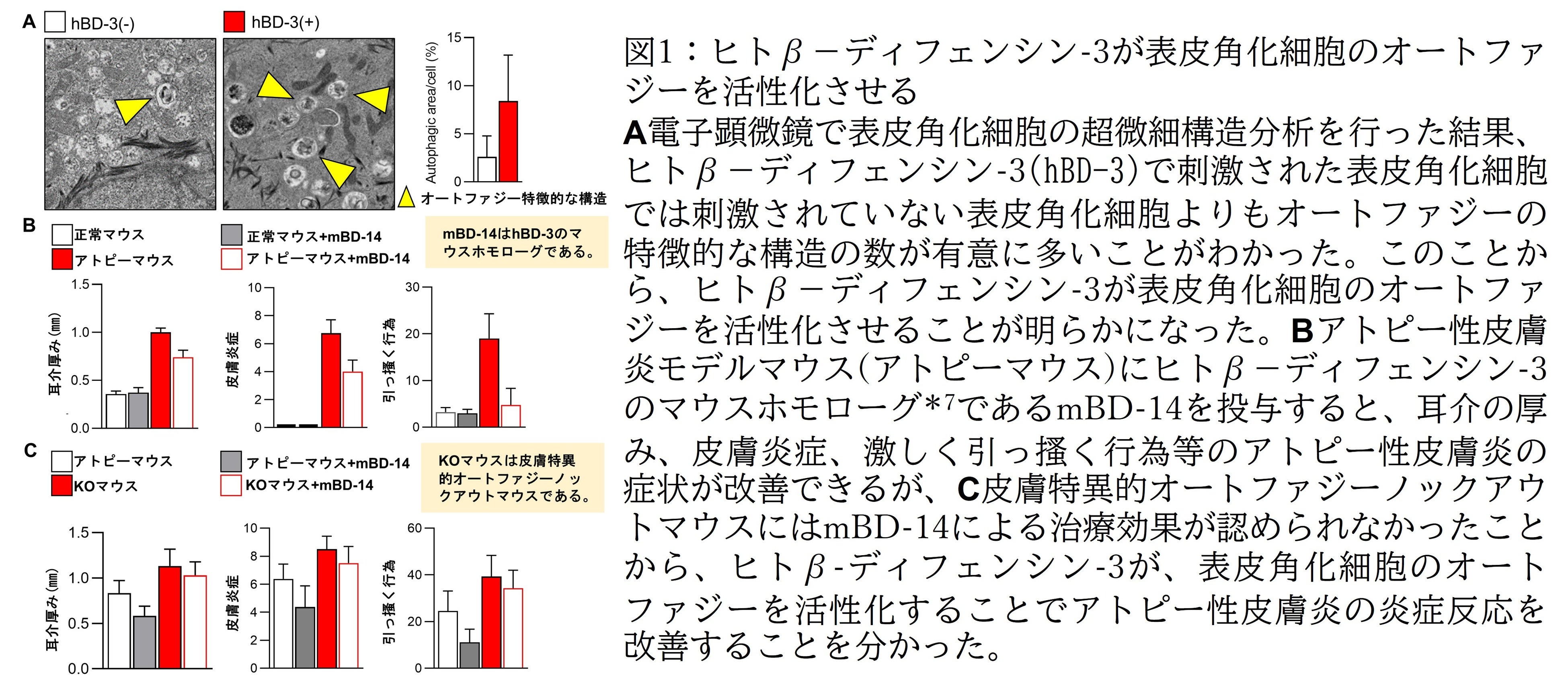 図1：ヒトβ－ディフェンシン-3が表皮角化細胞のオートファジーを活性化させる