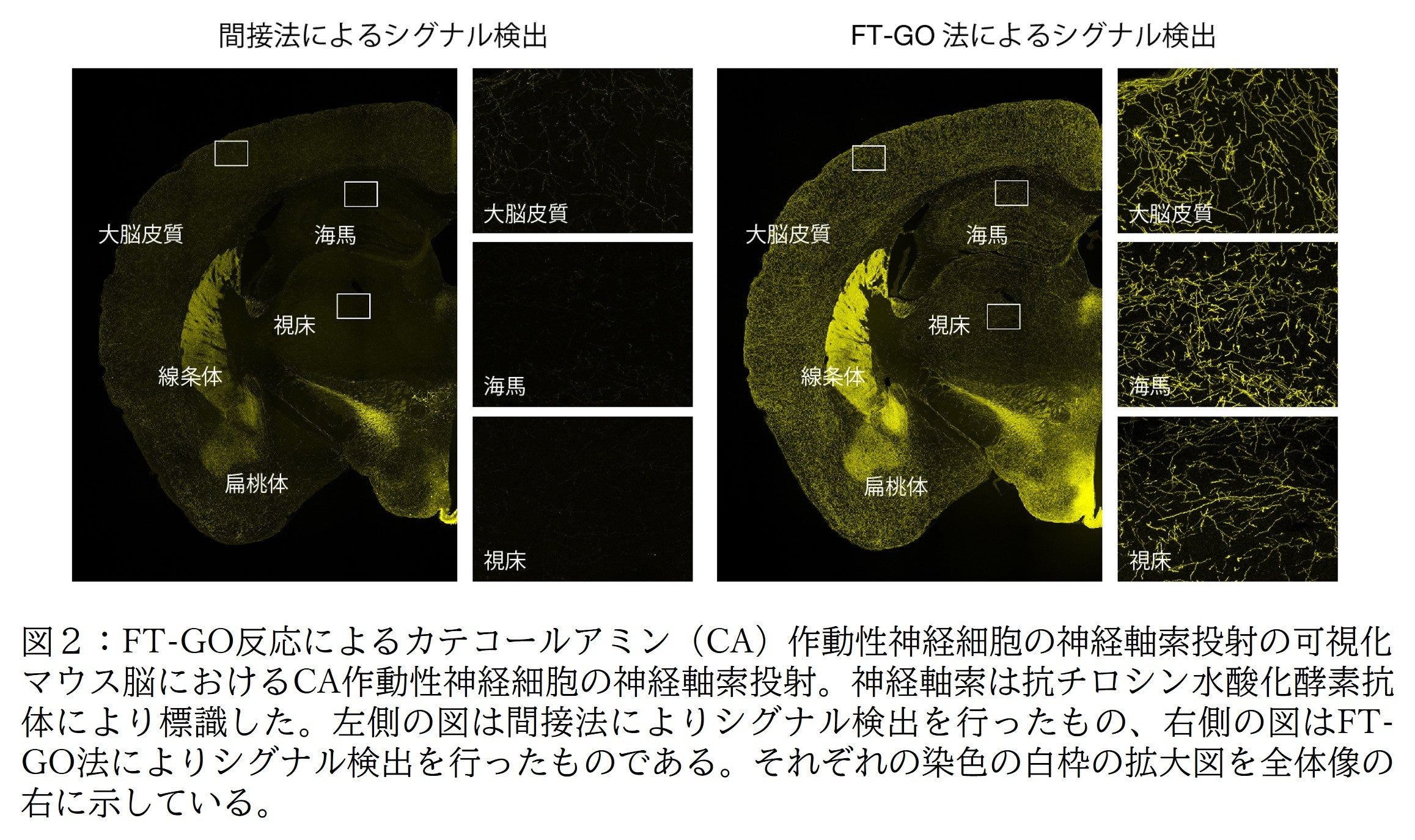 図２：FT-GO反応によるカテコールアミン（CA）作動性神経細胞の神経軸索投射の可視化