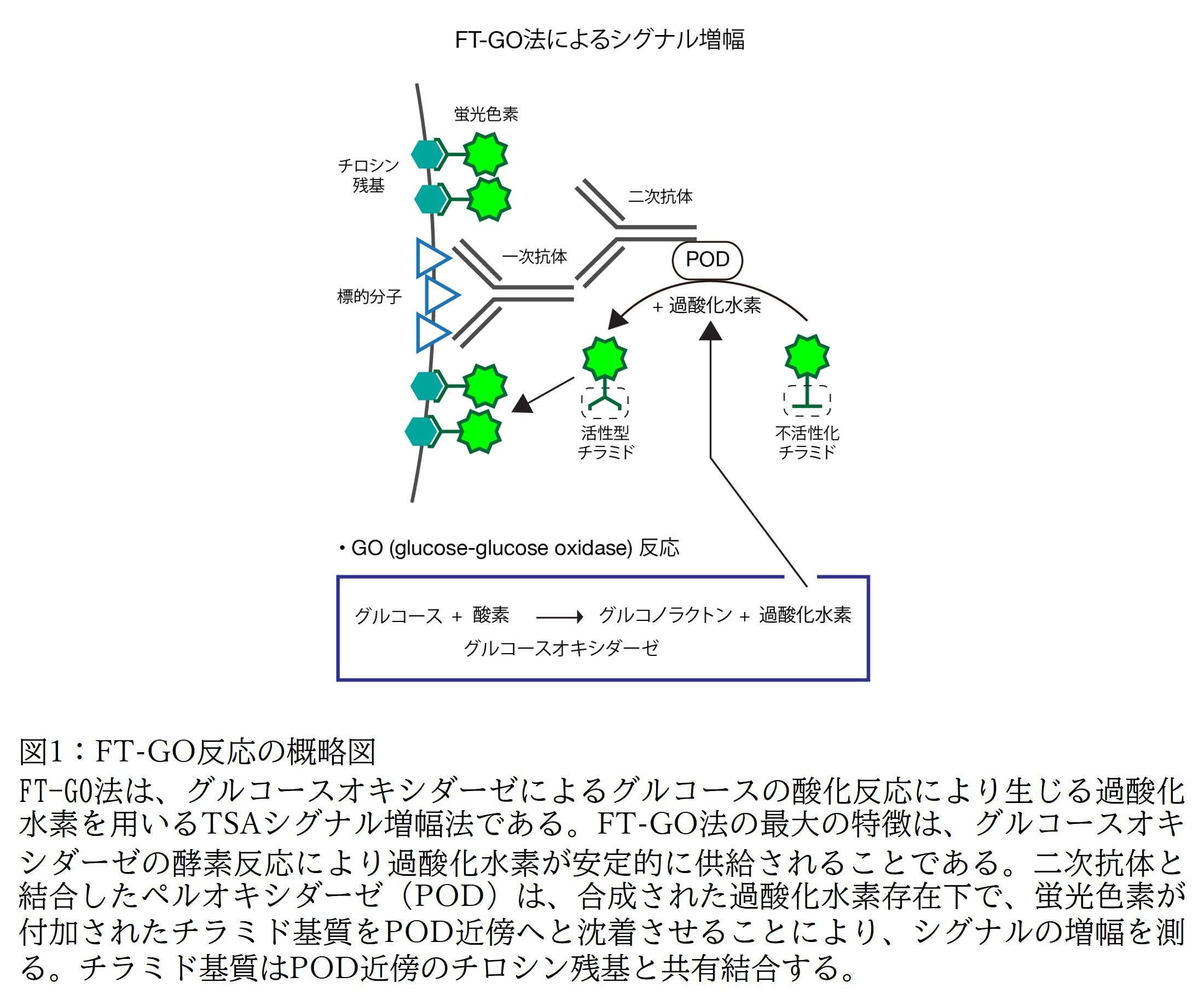 図1：FT-GO反応の概略図