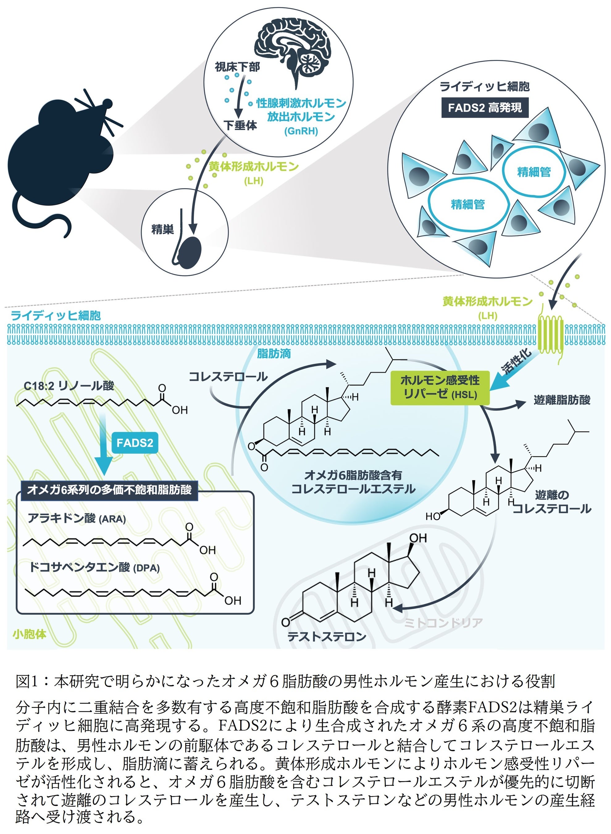 ホルモン（感謝） 1_000000002246.png?1721894122