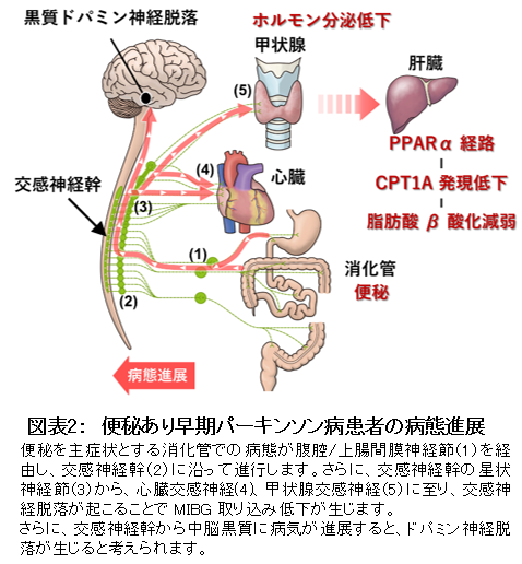 パーキンソン病患者初期に甲状腺-肝連関が変化することを発見