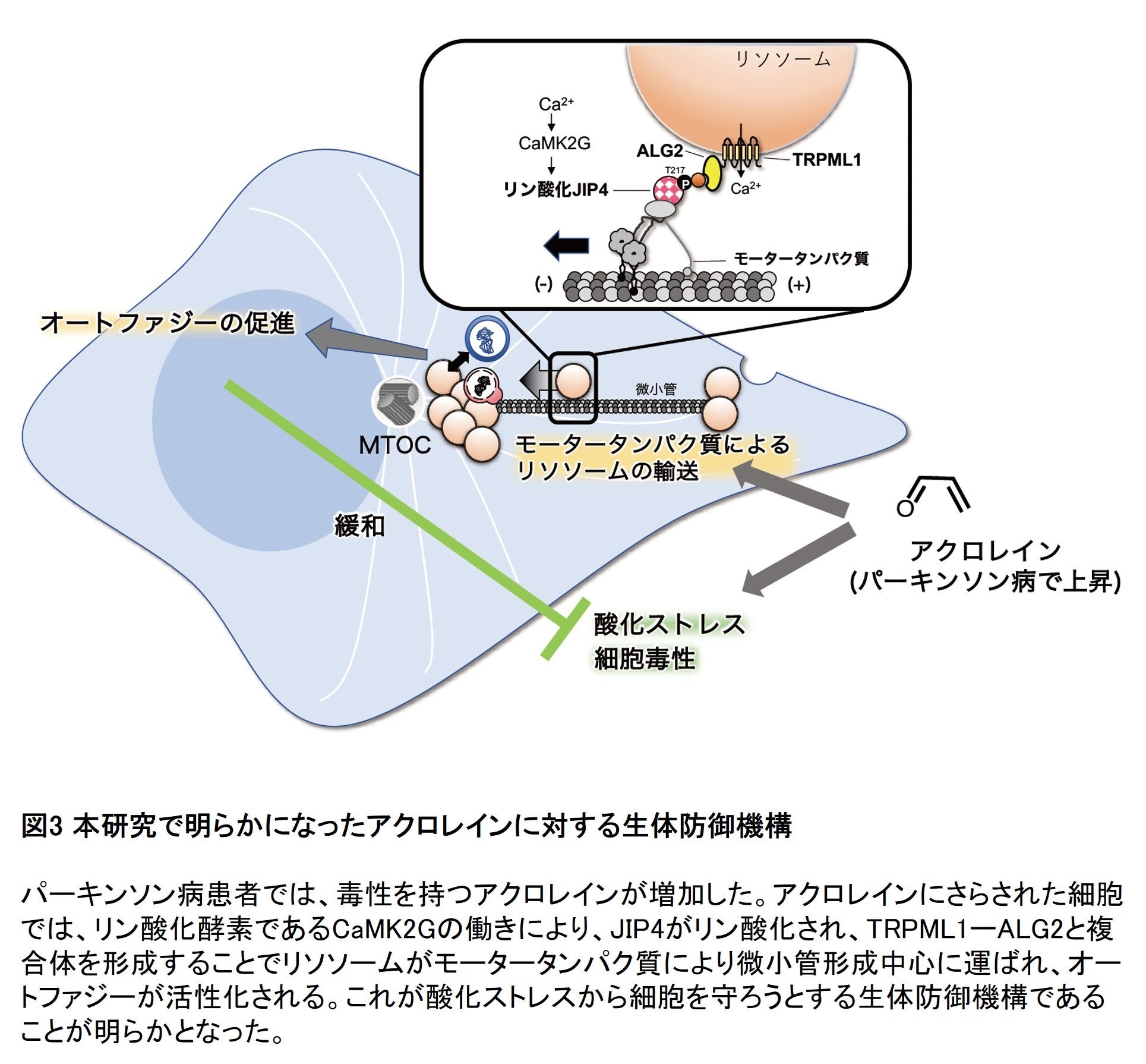 図3 本研究で明らかになったアクロレインに対する生体防御機構