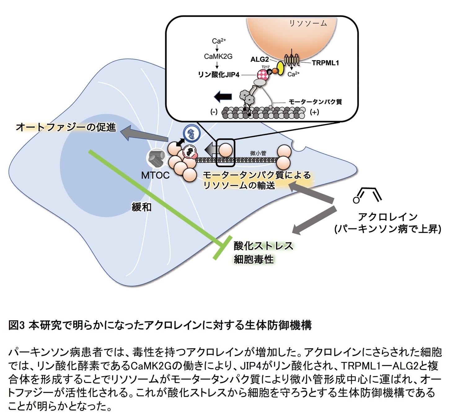 オートファジーに重要な新しいリソソーム輸送機構の発見 | 学校法人 順天堂のプレスリリース