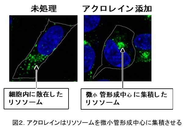 図２. アクロレインはリソソームを微小管形成中心に集積させる