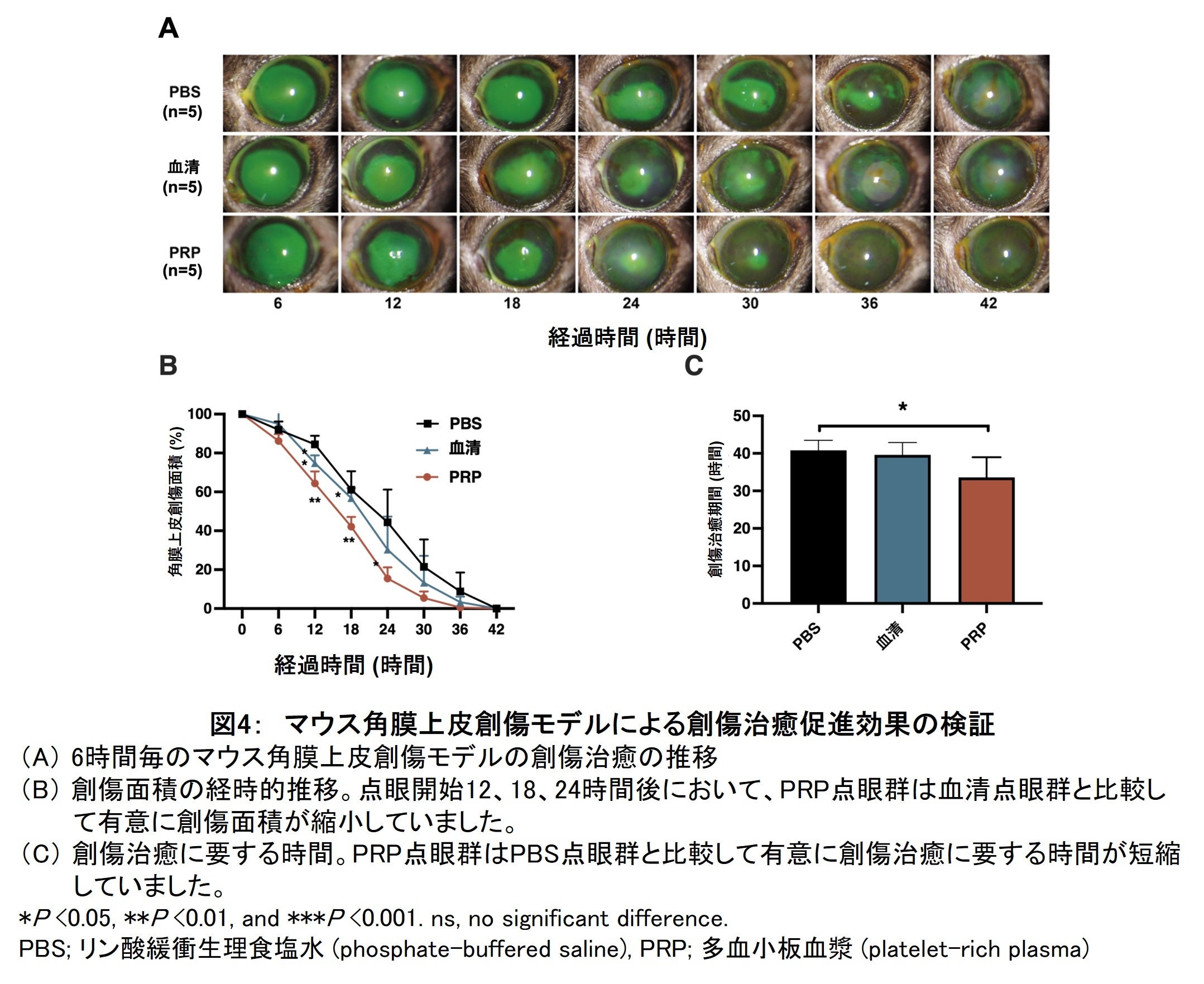 図4：　マウス角膜上皮創傷モデルによる創傷治癒促進効果の検証