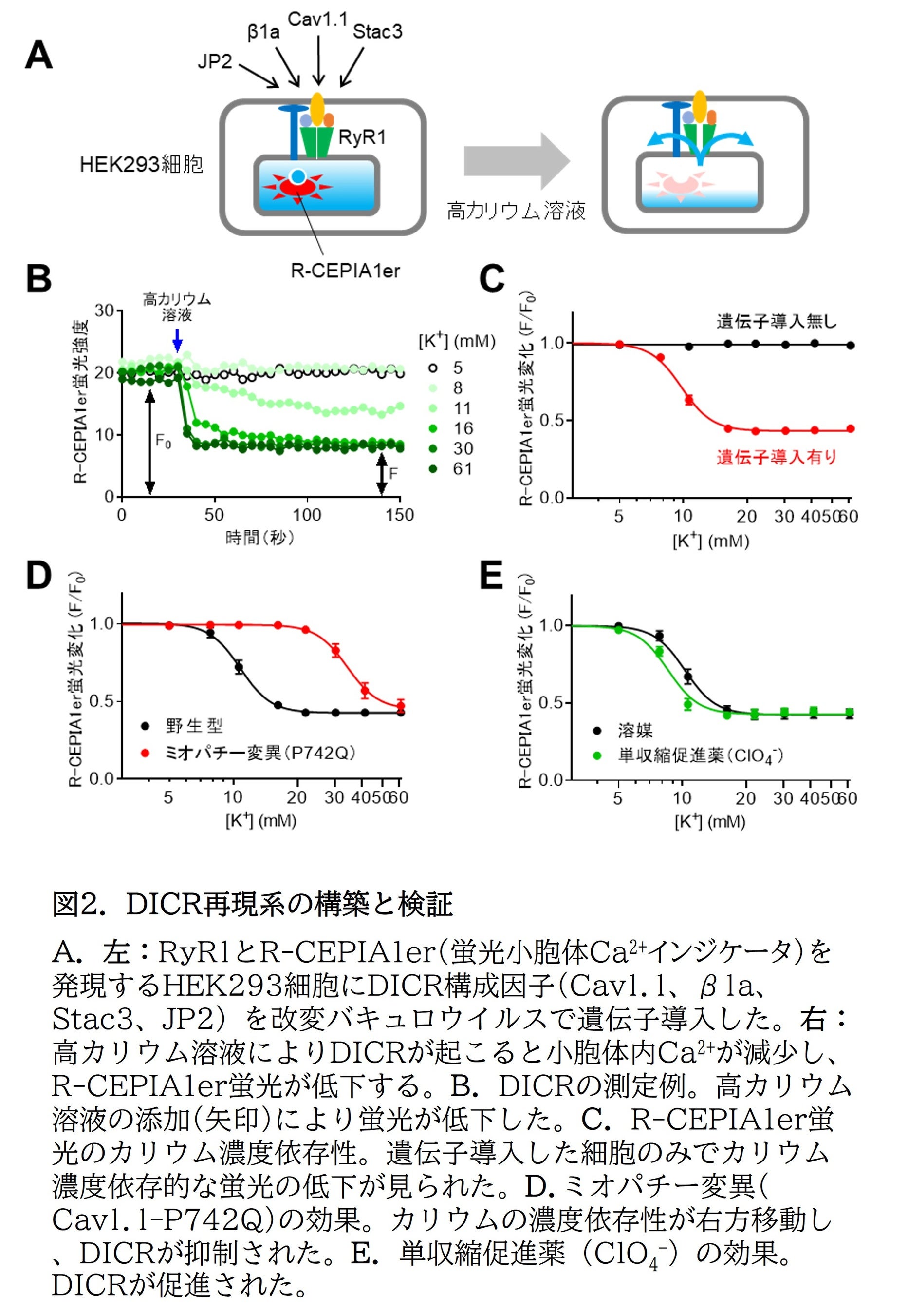 図2．DICR再現系の構築と検証