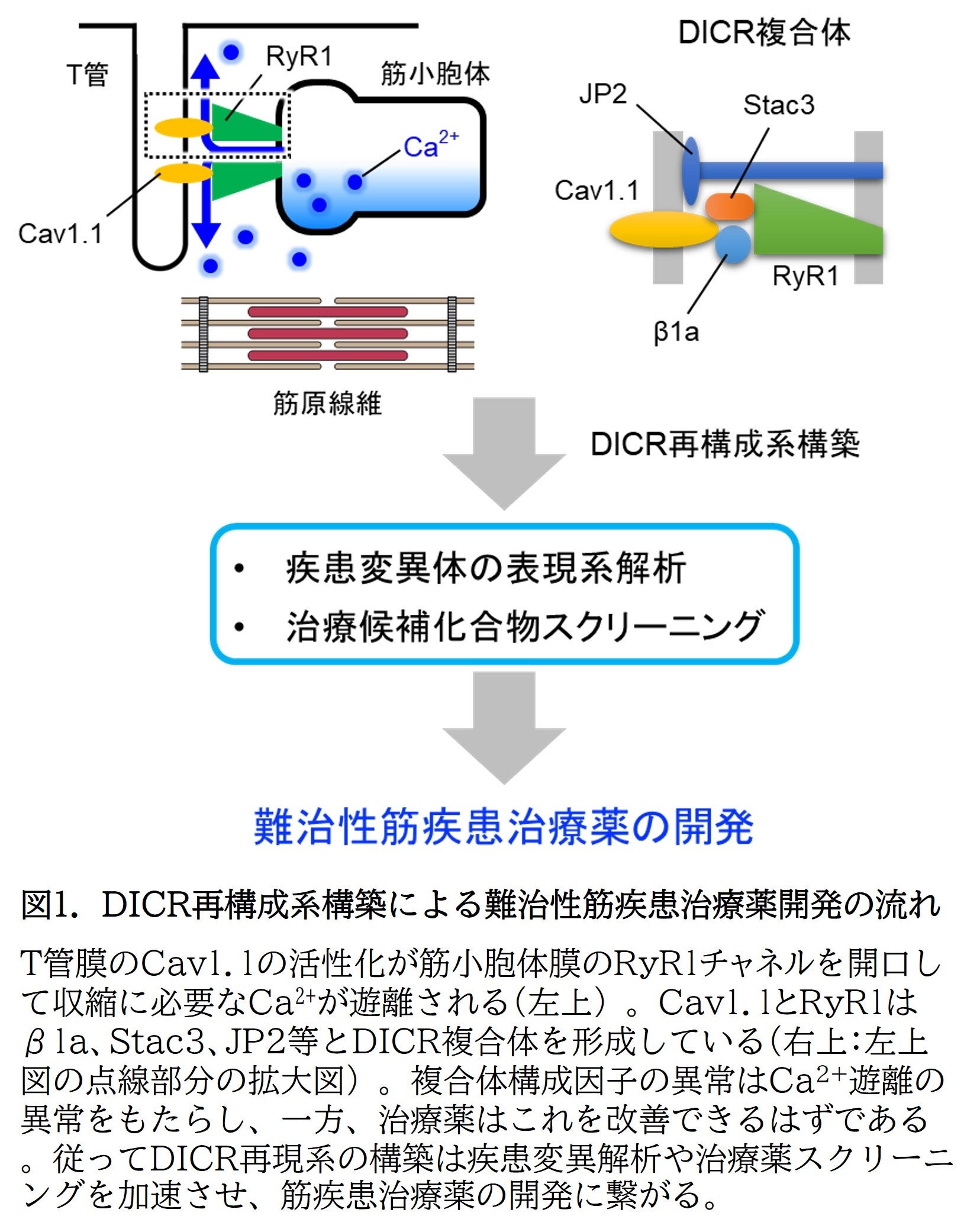 骨格筋の超高速カルシウムイオン遊離システムの再現に成功