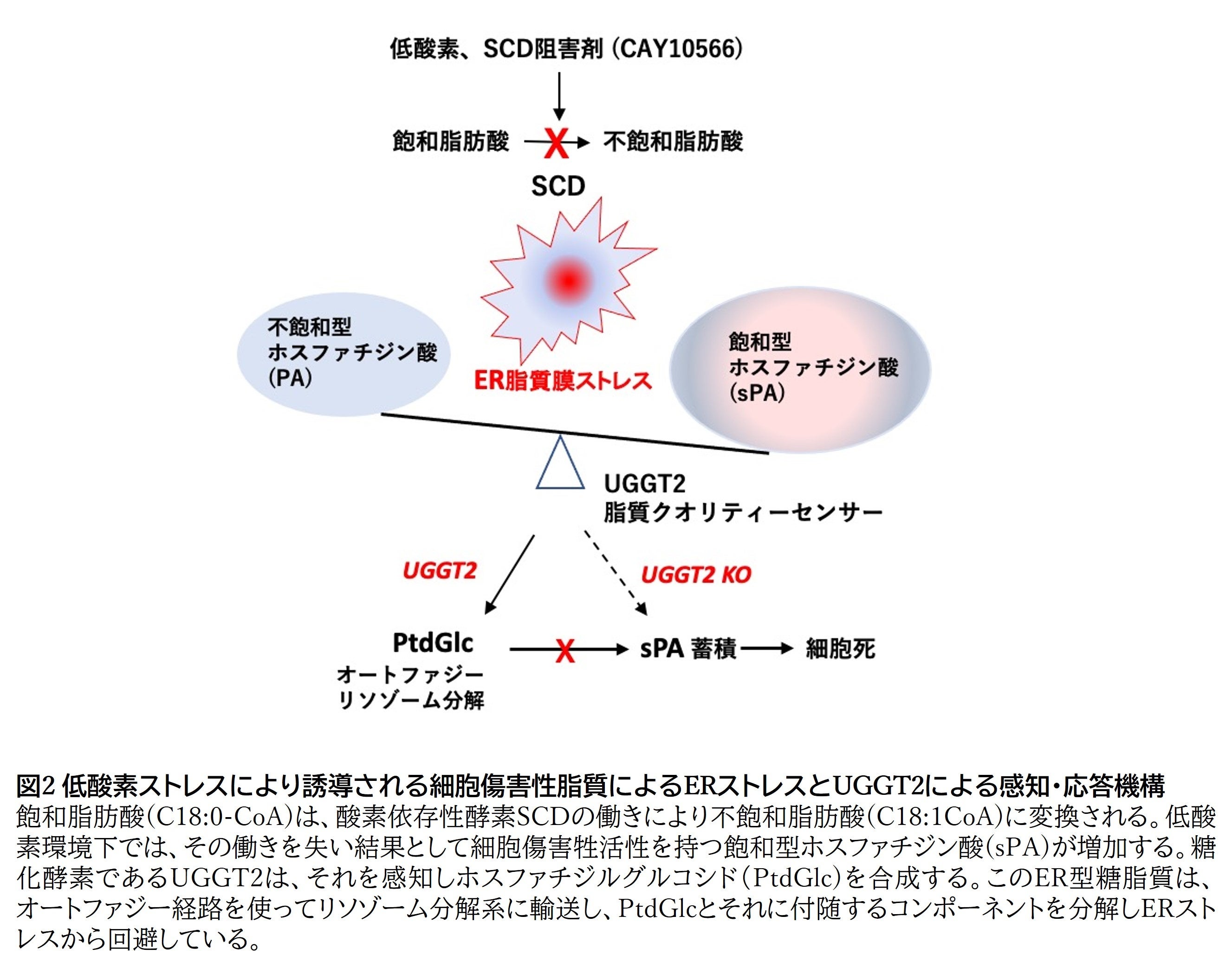 図2 低酸素ストレスにより誘導される細胞傷害性脂質によるERストレスとUGGT2による感知・応答機構