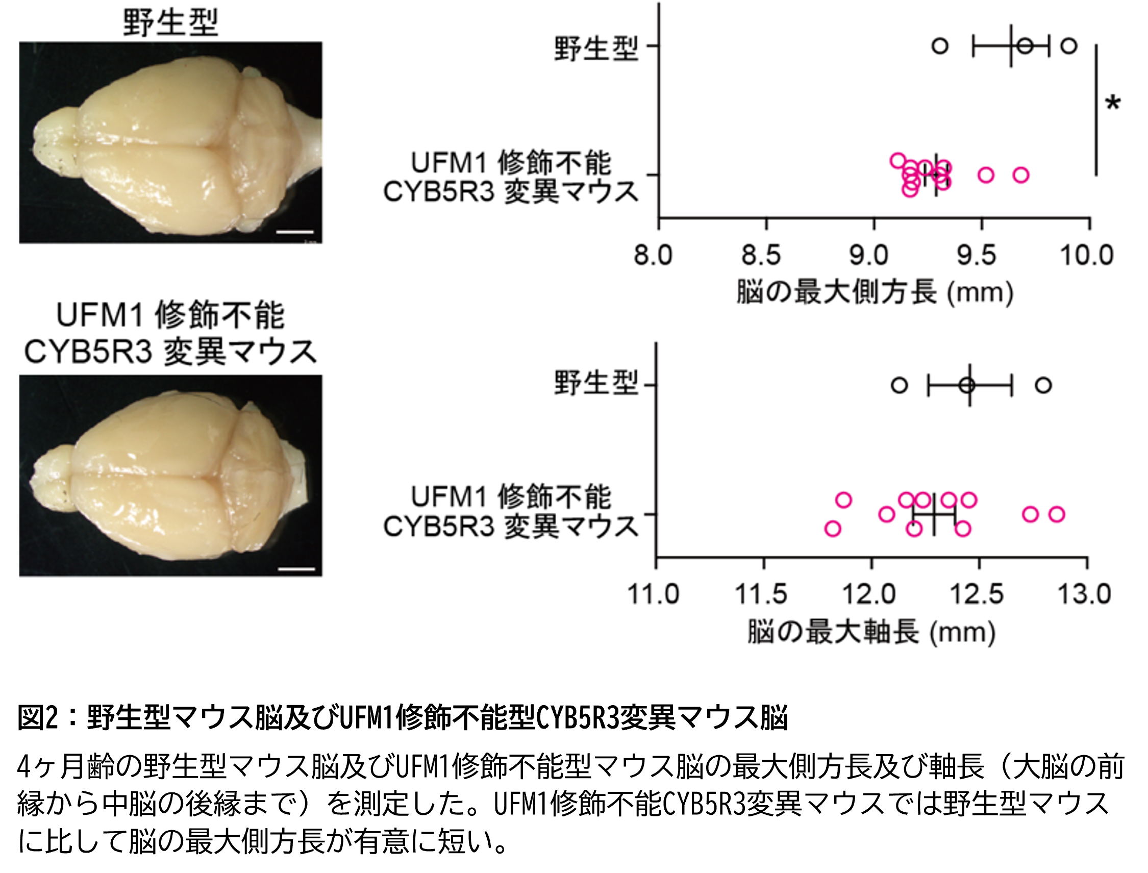 図2：野生型マウス脳及びUFM1修飾不能型CYB5R3変異マウス脳