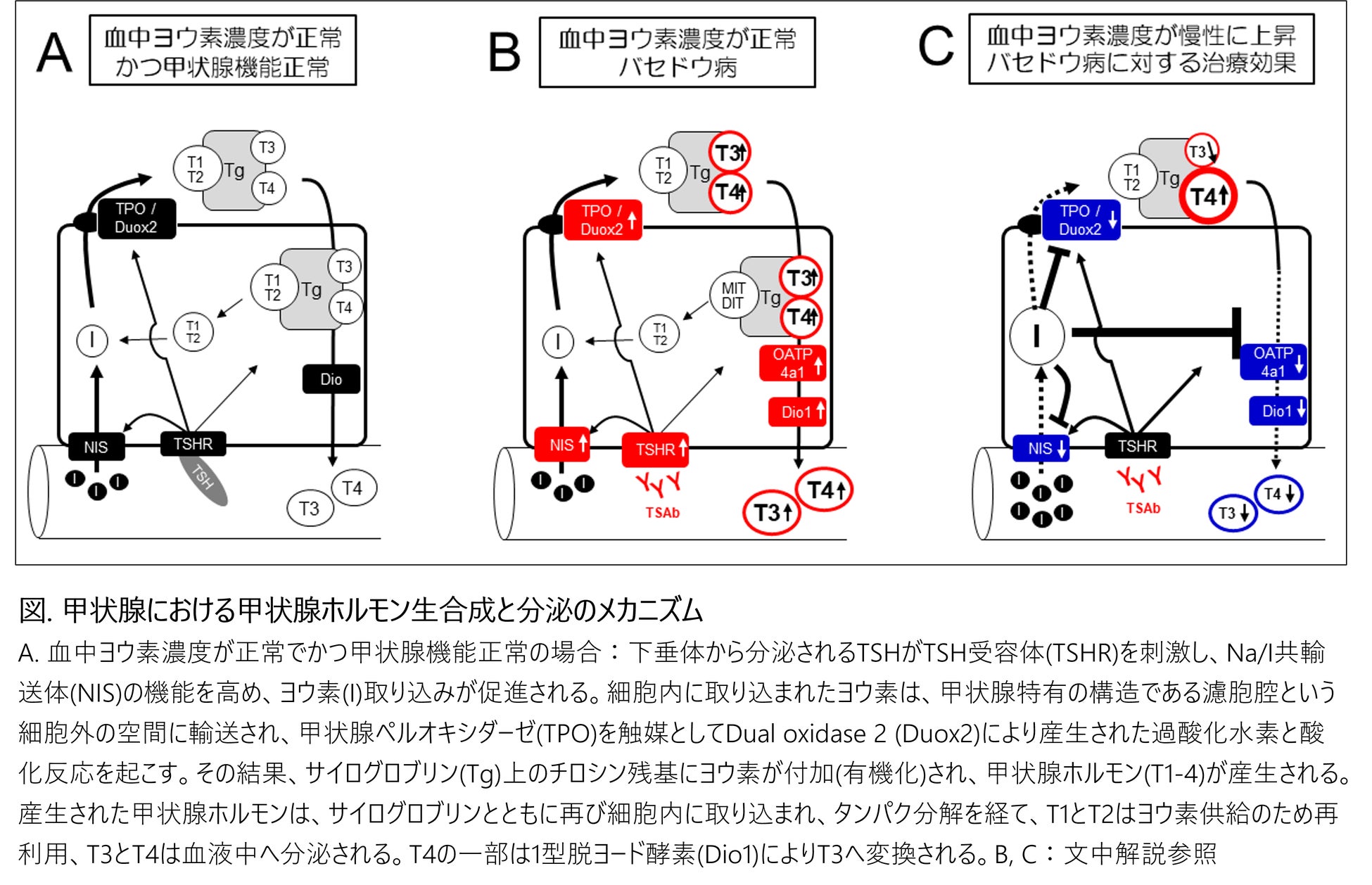 図. 甲状腺における甲状腺ホルモン生合成と分泌のメカニズム