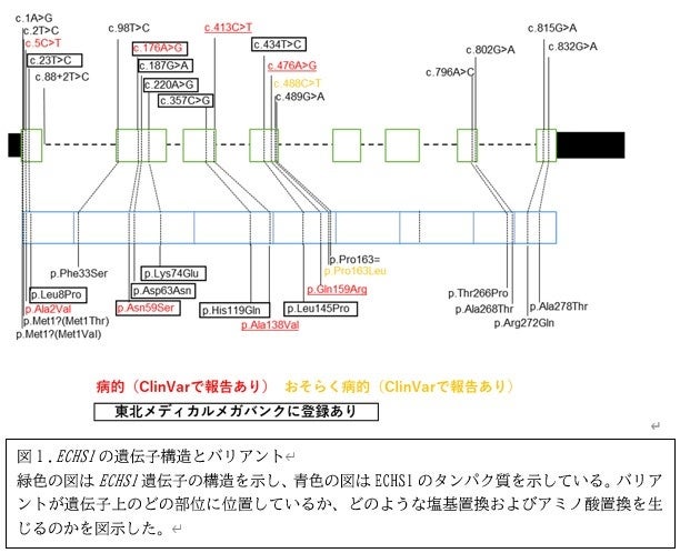 臨床的意義不明なバリアントを網羅的に解析することで遺伝子診断