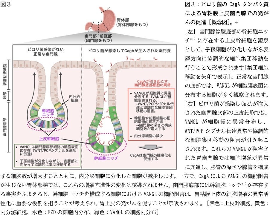 ピロリ菌が胃がん発症を促進する新たな仕組みを解明 | 学校法人