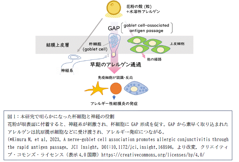 結膜が素早く能動的にアレルゲンを取り込む仕組みを解明 | 学校法人