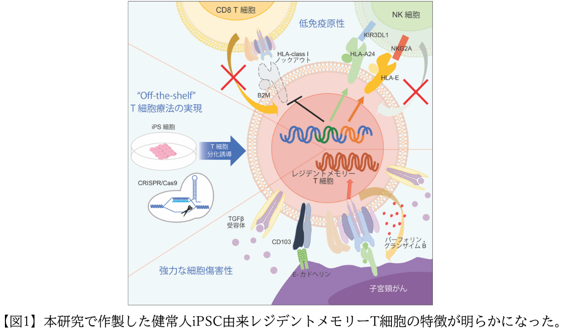カプセル　細胞活性化 iPS細胞由来レジデントメモリーT細胞で子宮頸がん治療 | 学校法人