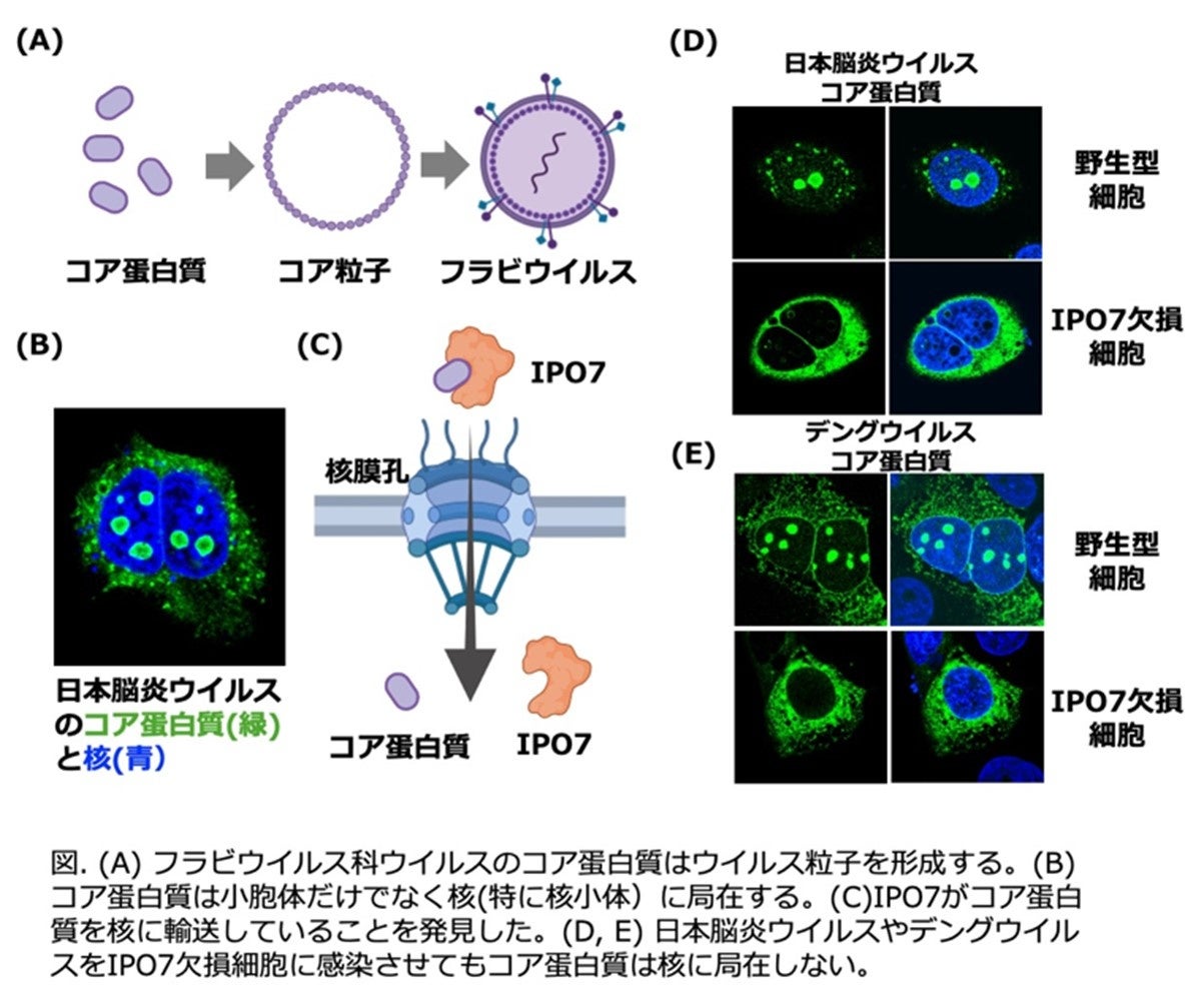 「フラビウイルスのコア蛋白質に共通の核輸送担体の同定」~広範なフラビウイルスに対する治療標的としての可能性を示唆~ 「フラビウイルスのコア蛋白質に共通の核輸送担体の同定」~広範なフラビウイルスに対する治療標的としての可能性を示唆~
